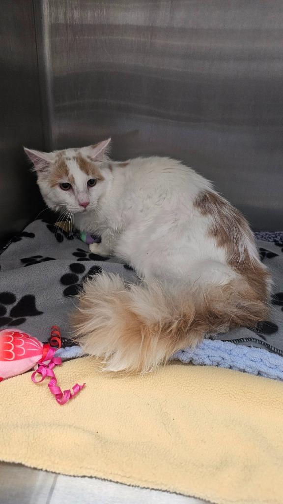 Enlarge CutiePie, a Adoptable mixed breed in Clarksville, TN image 2/2