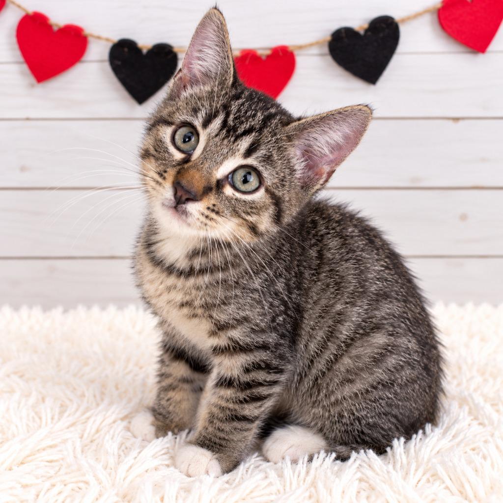 Enlarge Sokka, a Adoptable mixed breed in Corpus Christi, TX image 1/1