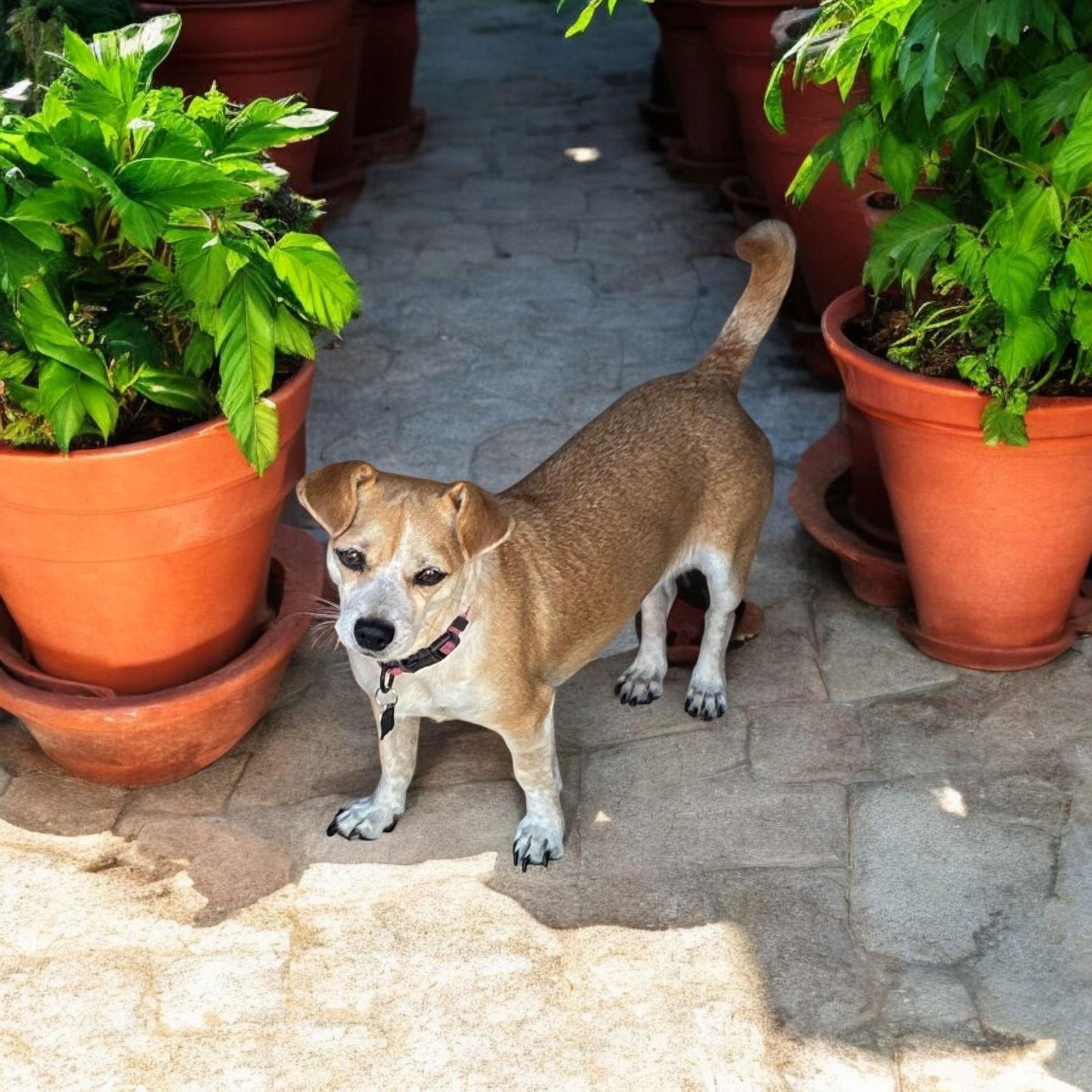 Geri, Adoptable, Adult Female Chihuahua.