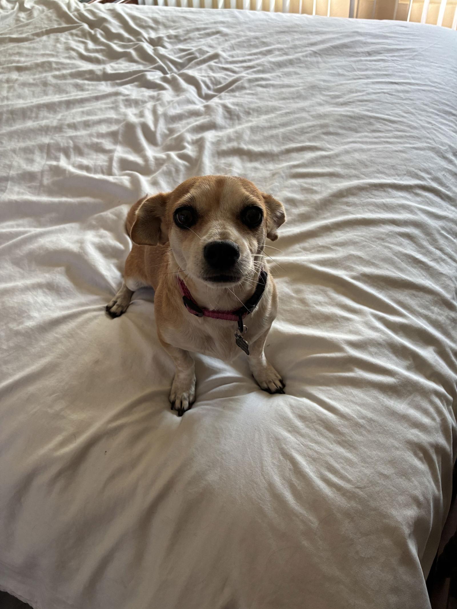 Geri, a Adoptable Chihuahua in Orange, CA image 2/3