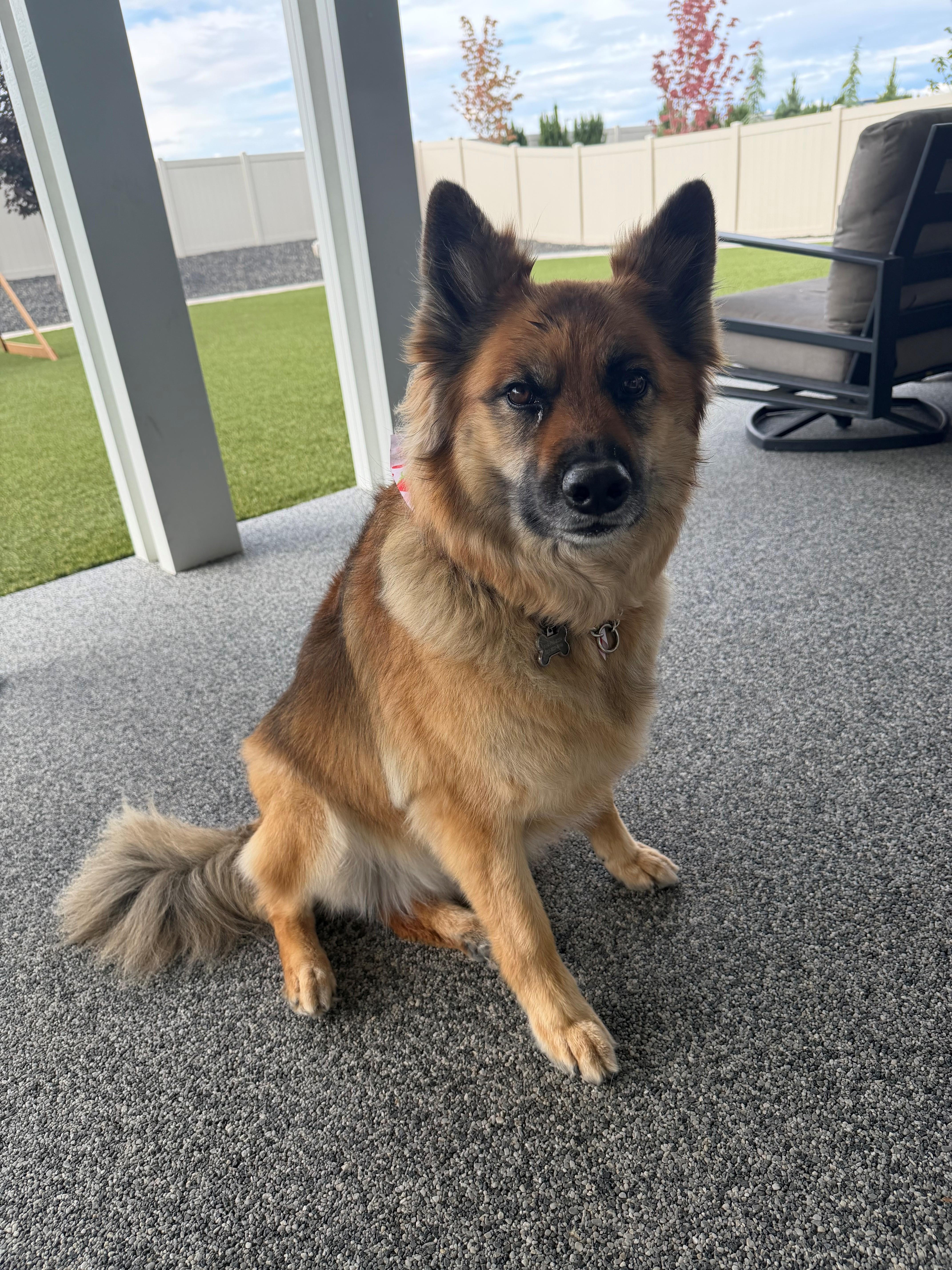 Koda and Daxter COURTESY POST, a ADOPTABLE mixed breed in Eagle, ID image 2/3