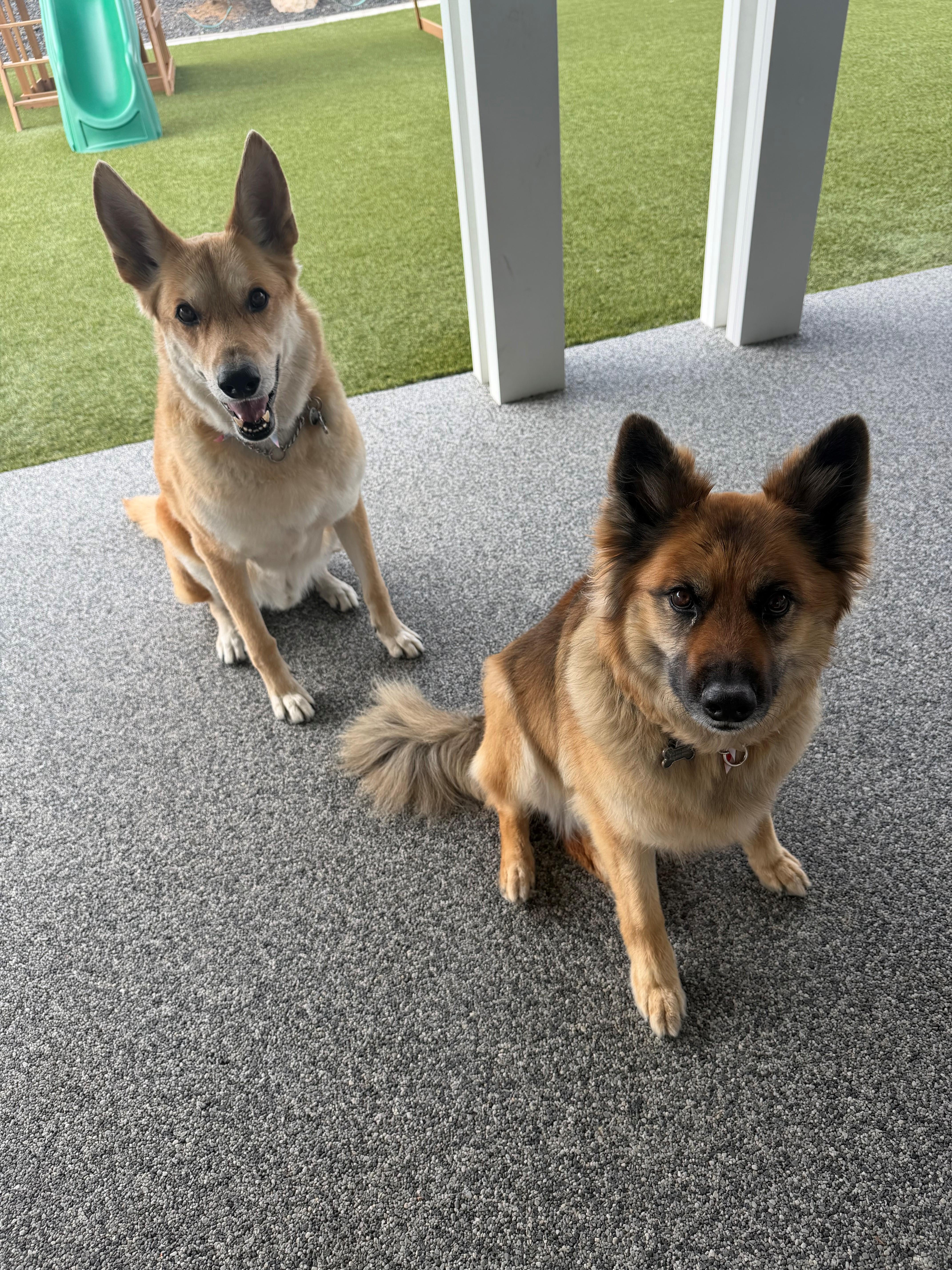 Koda and Daxter COURTESY POST, a ADOPTABLE mixed breed in Eagle, ID image 1/3