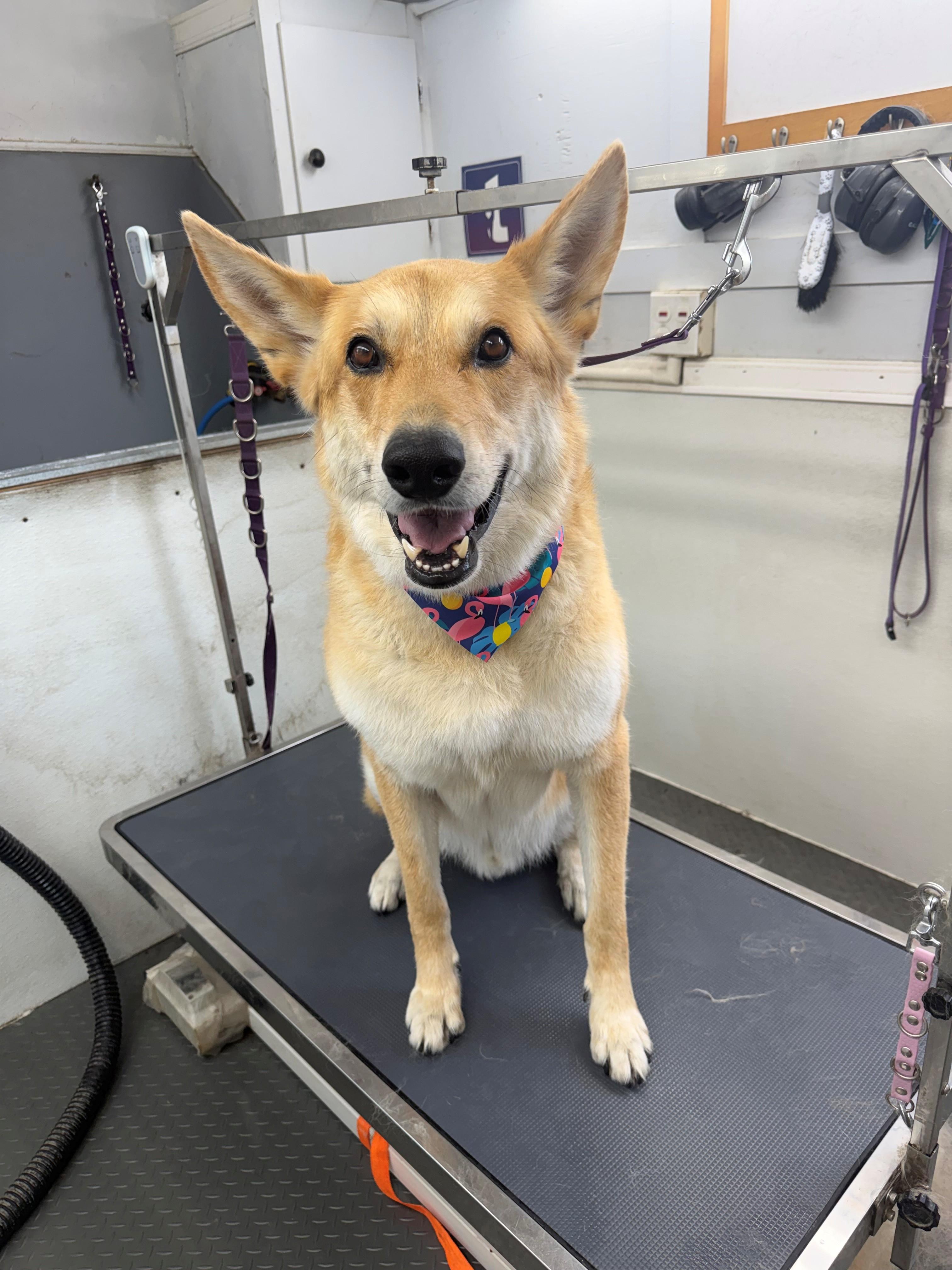 Koda and Daxter COURTESY POST, a ADOPTABLE mixed breed in Eagle, ID image 3/3