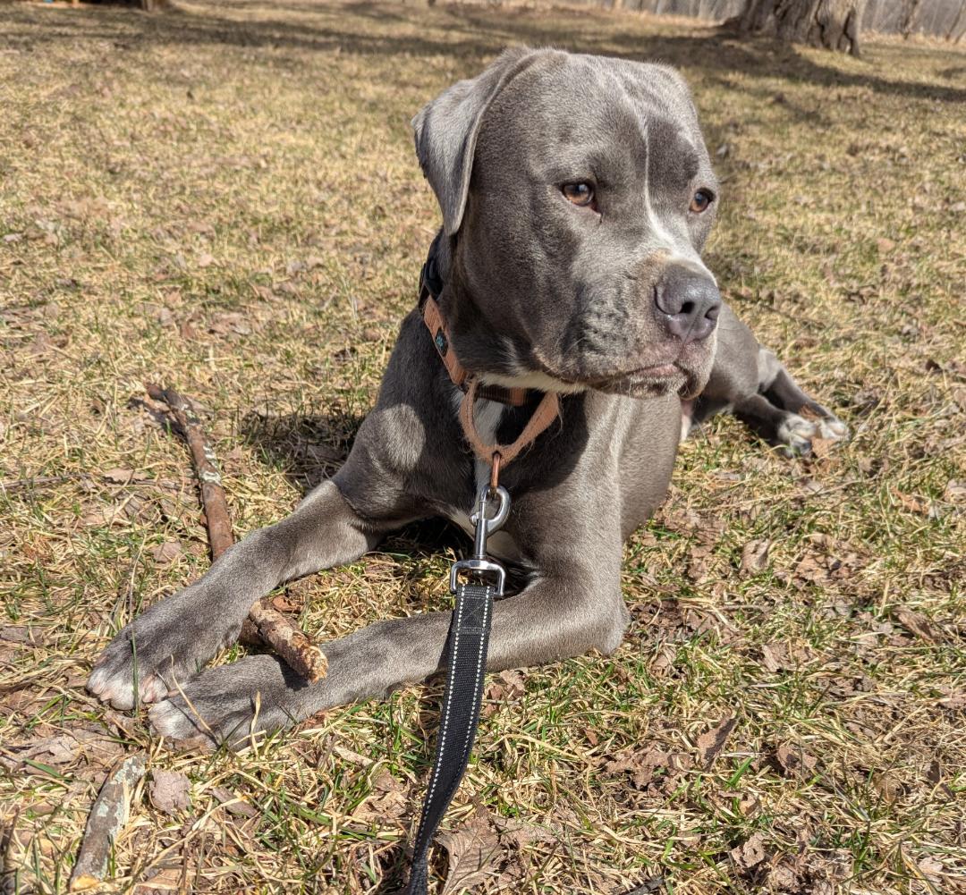 Enlarge Raven Courtesy Listing, a ADOPTABLE Mixed Breed in Midland, MI image 2/5