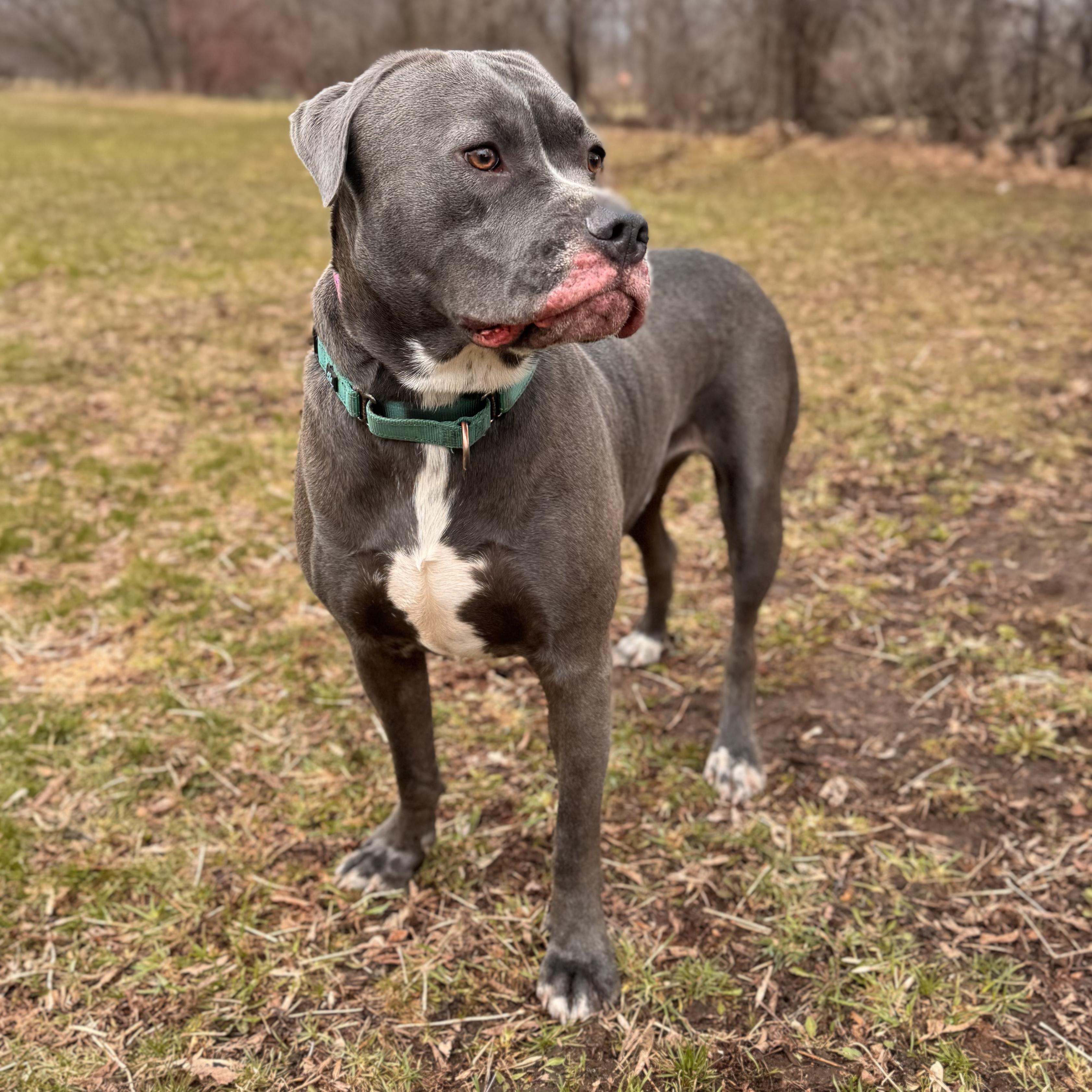 Enlarge Raven , a ADOPTABLE Mixed Breed in Midland, MI image 5/6