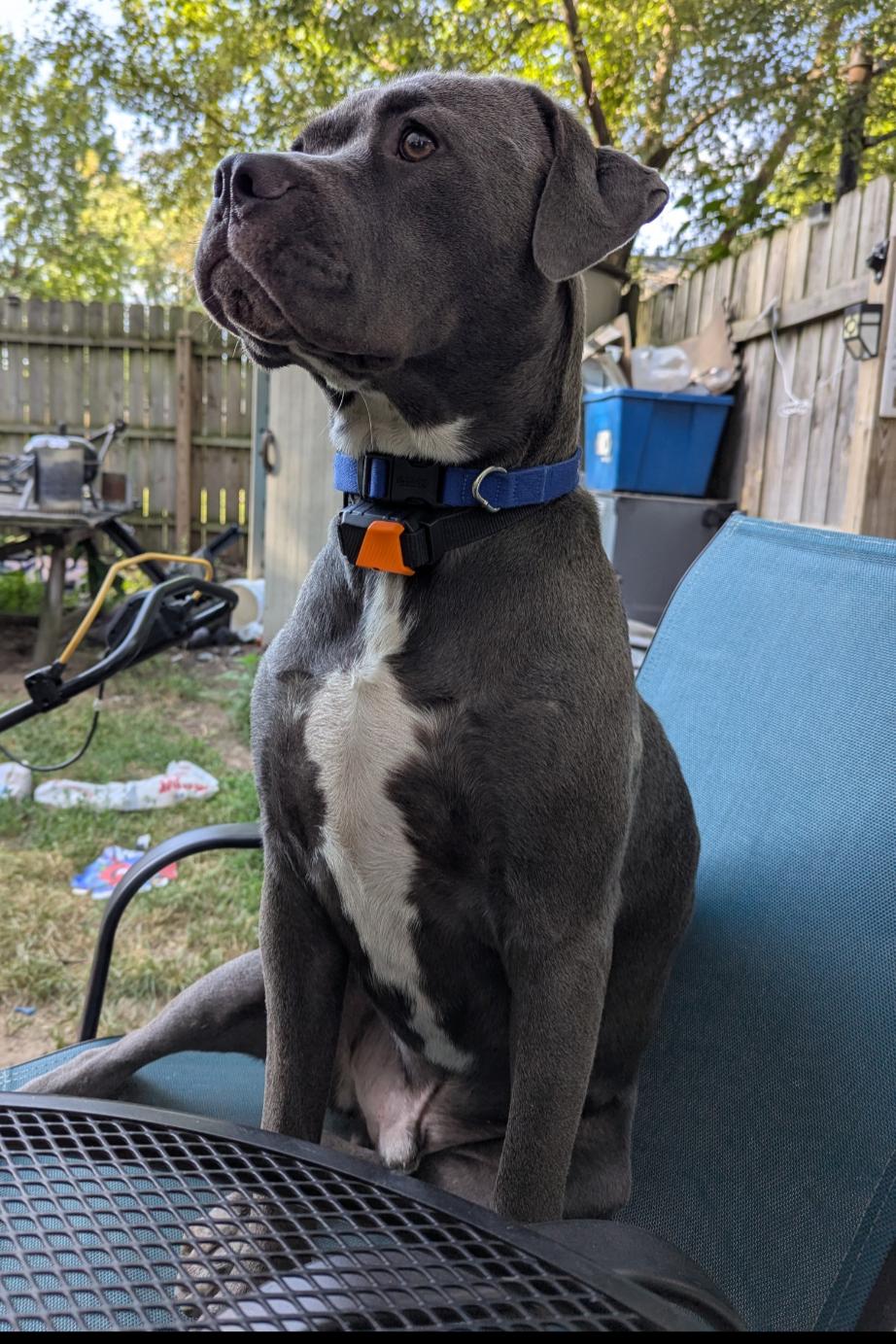 Enlarge Raven Courtesy Listing, a ADOPTABLE Mixed Breed in Midland, MI image 5/5