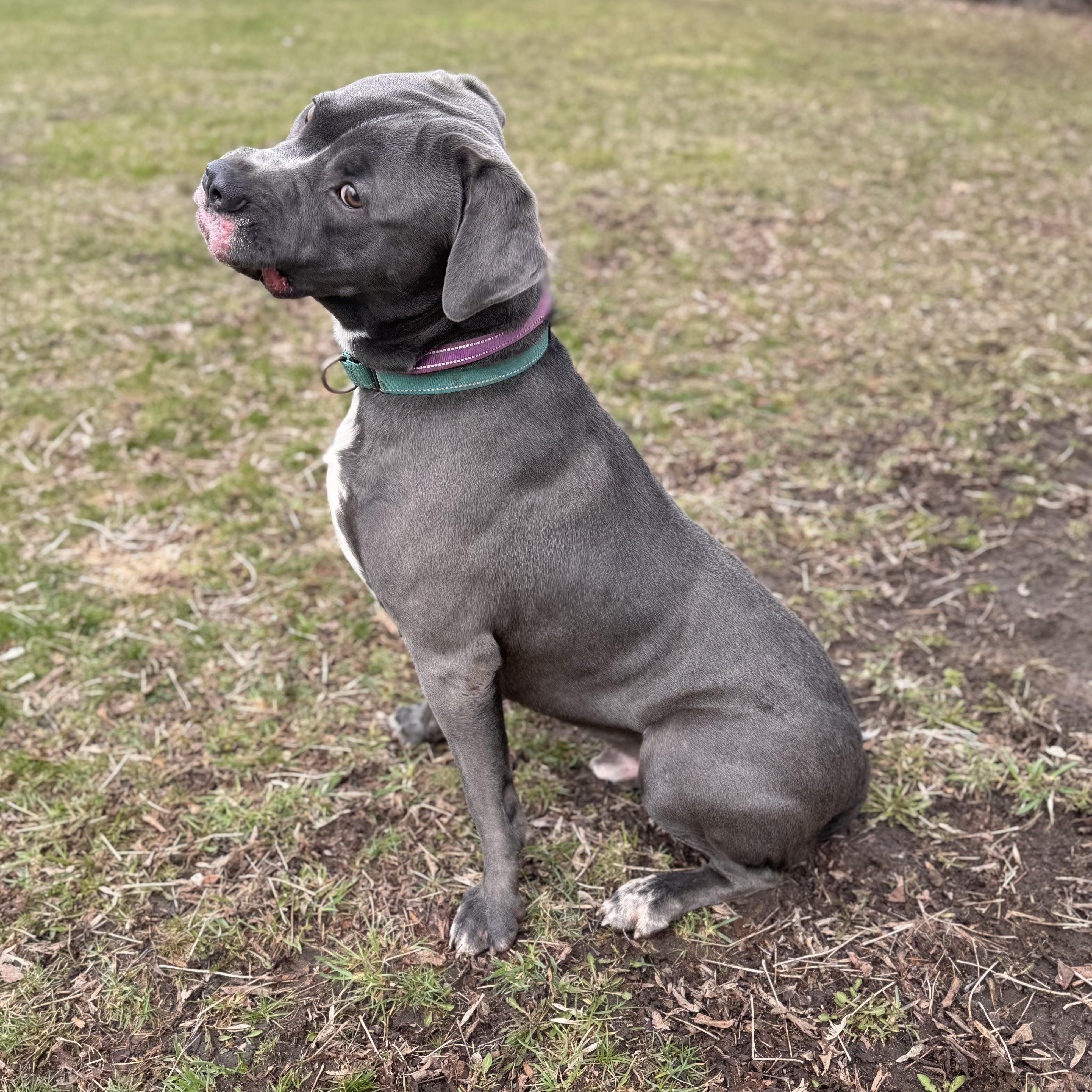 Enlarge Raven , a ADOPTABLE Mixed Breed in Midland, MI image 6/6