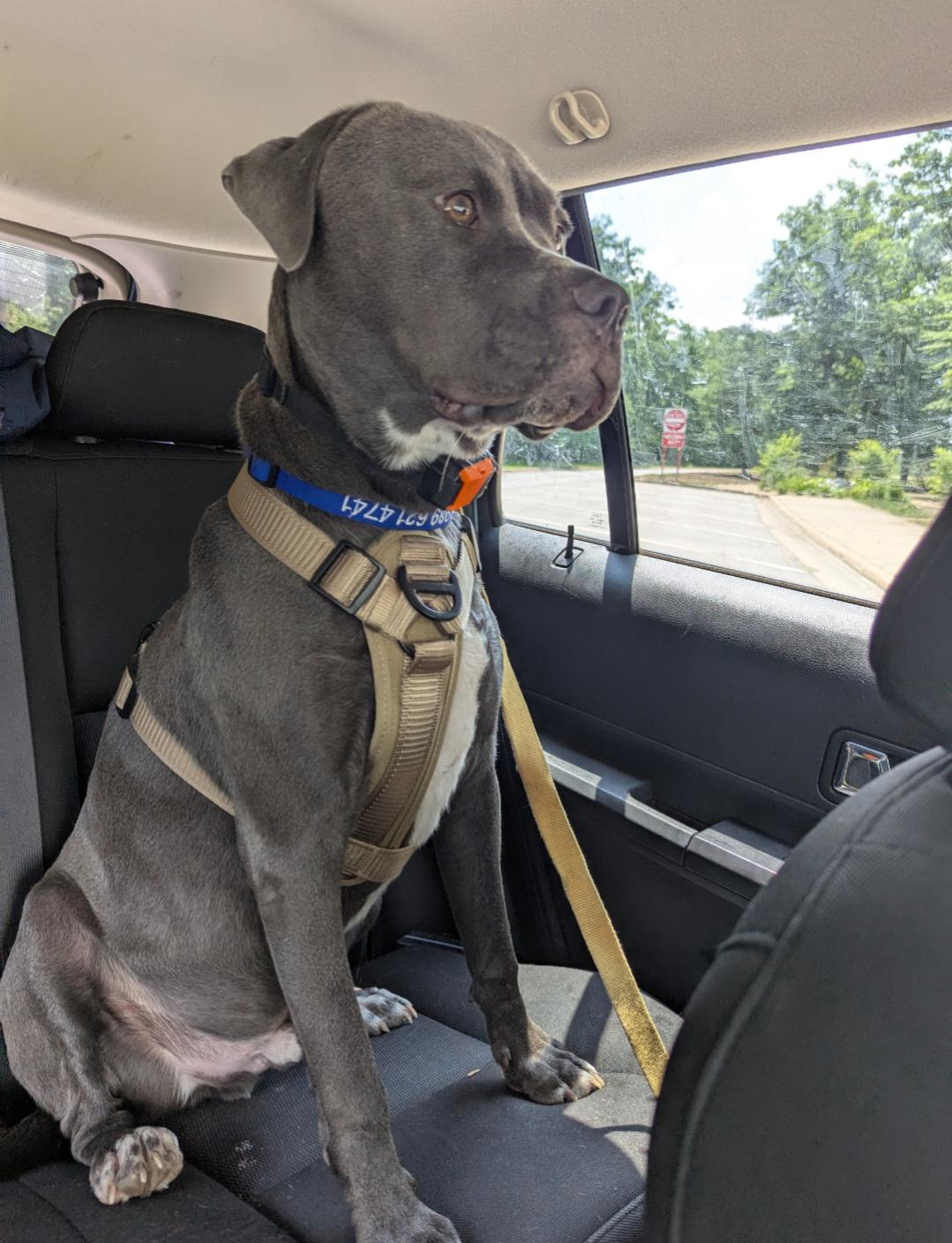 Raven Courtesy Listing, ADOPTABLE, Young Male Mixed Breed.