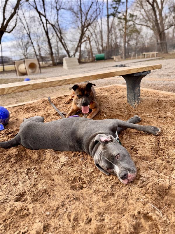 Enlarge Raven , a ADOPTABLE Mixed Breed in Midland, MI image 3/6