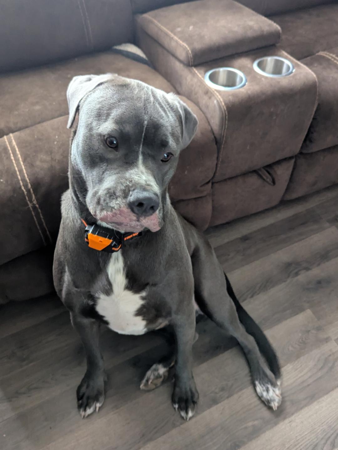 Enlarge Raven Courtesy Listing, a ADOPTABLE Mixed Breed in Midland, MI image 4/5