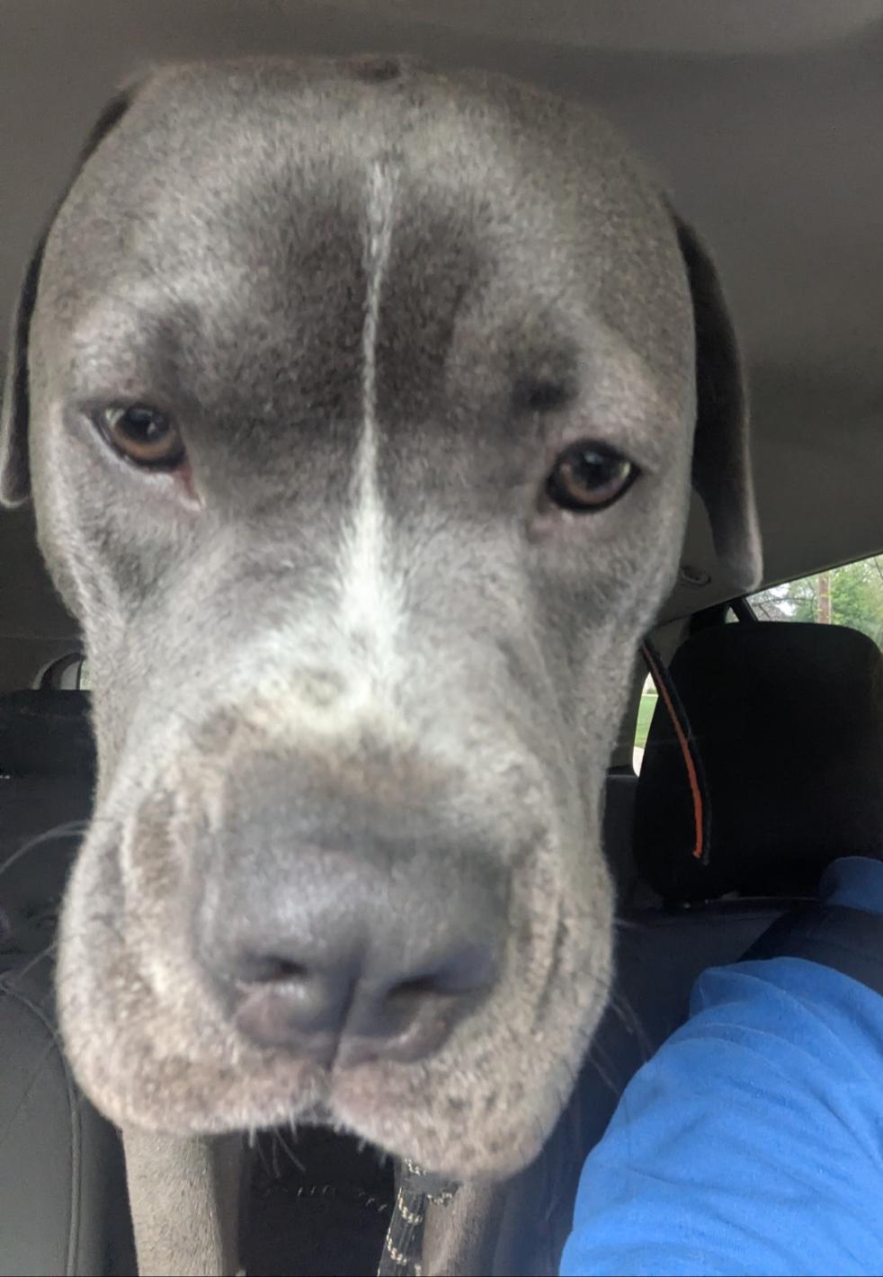 Enlarge Raven Courtesy Listing, a ADOPTABLE Mixed Breed in Midland, MI image 3/5