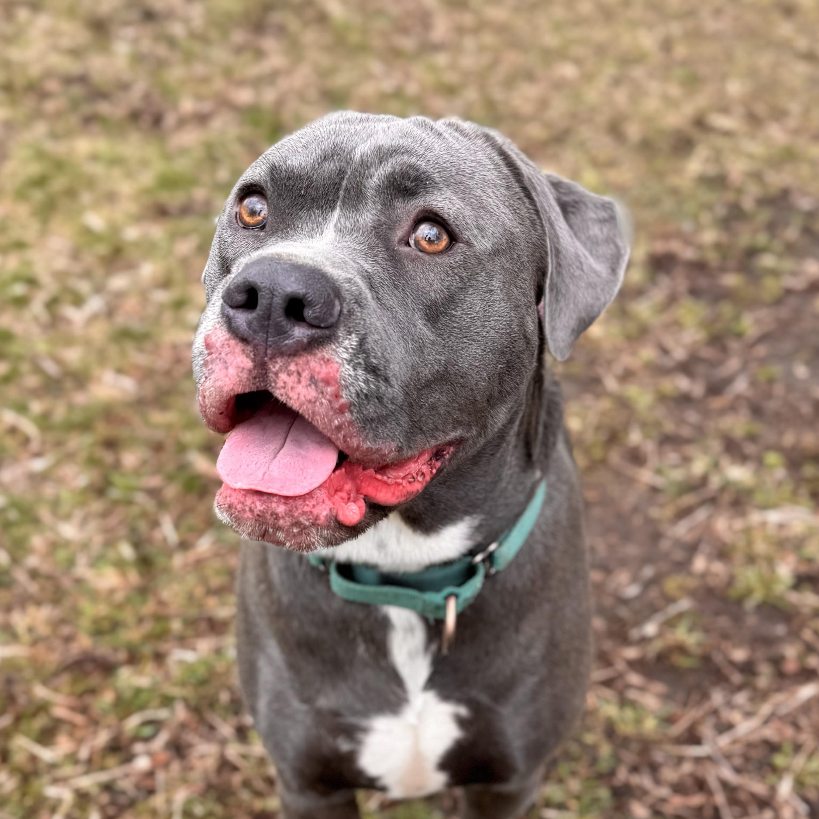 Enlarge Raven , a ADOPTABLE Mixed Breed in Midland, MI image 4/6