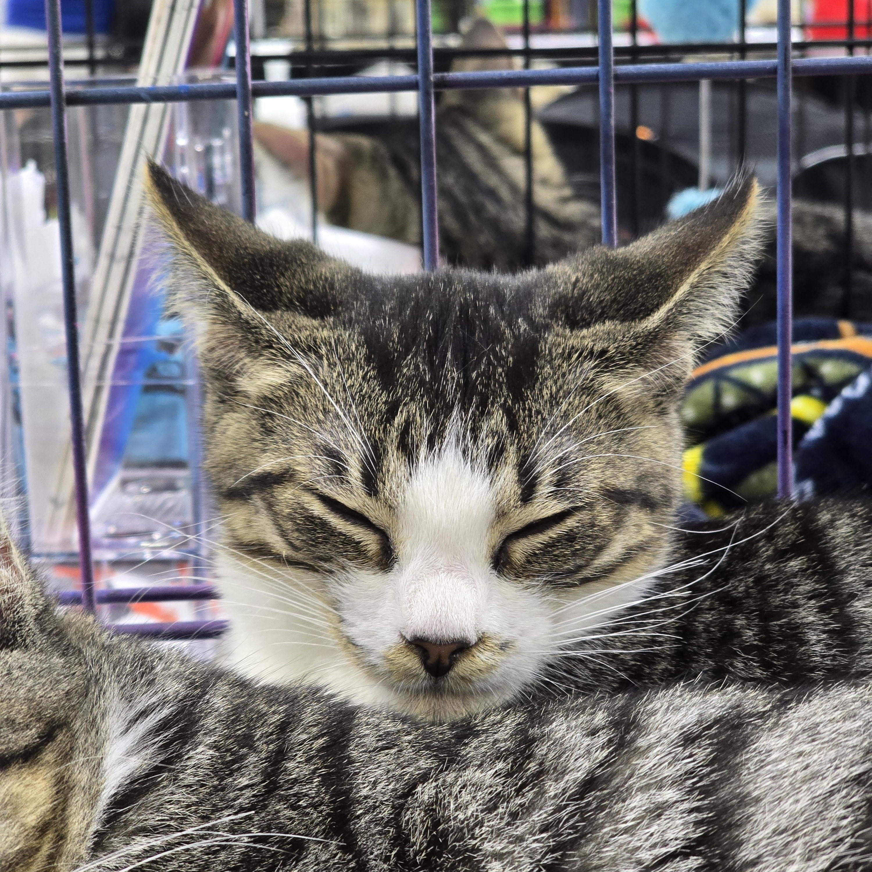 Enlarge Knox, a Adoptable mixed breed in East Lansing, MI image 3/4