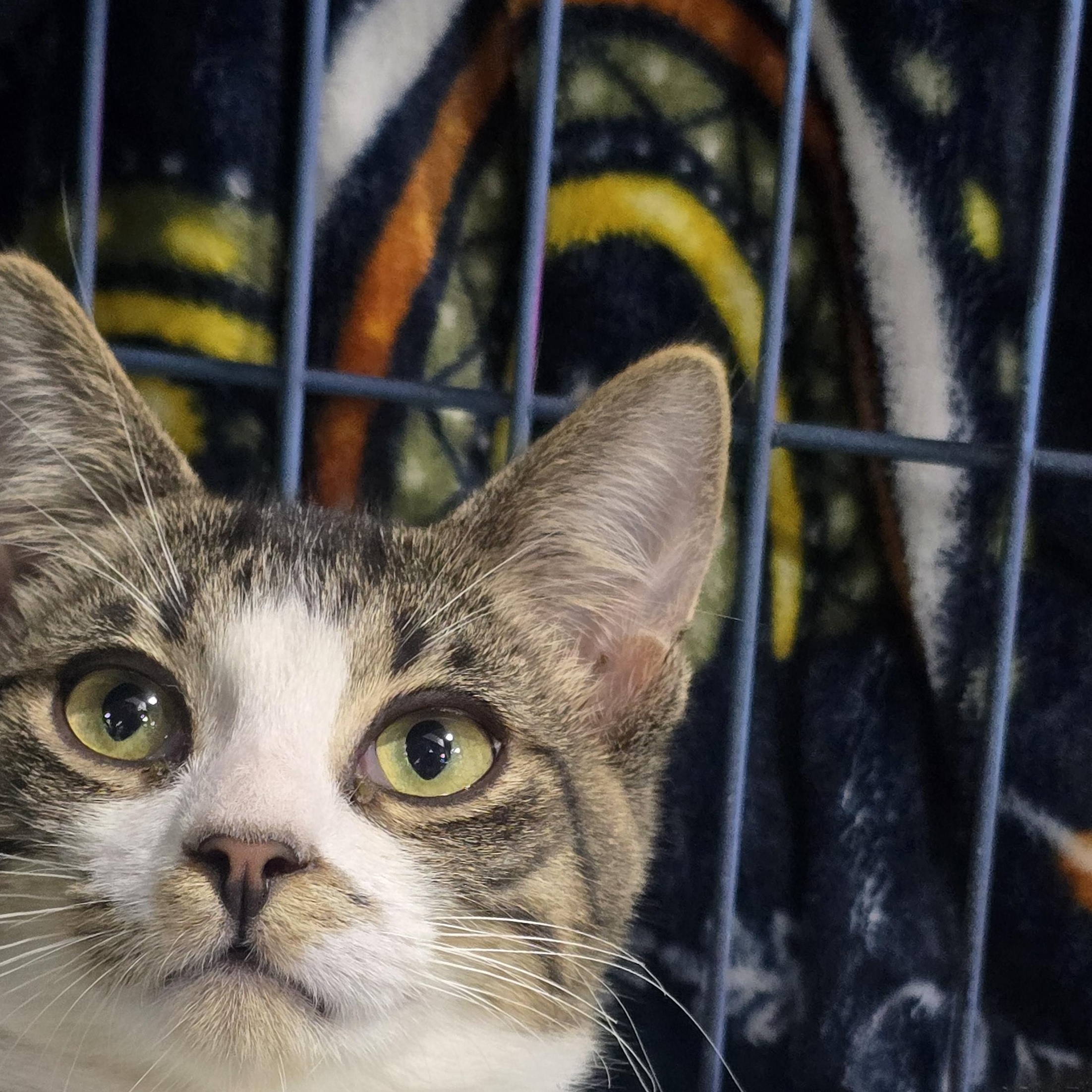 Enlarge Knox, a Adoptable mixed breed in East Lansing, MI image 2/4