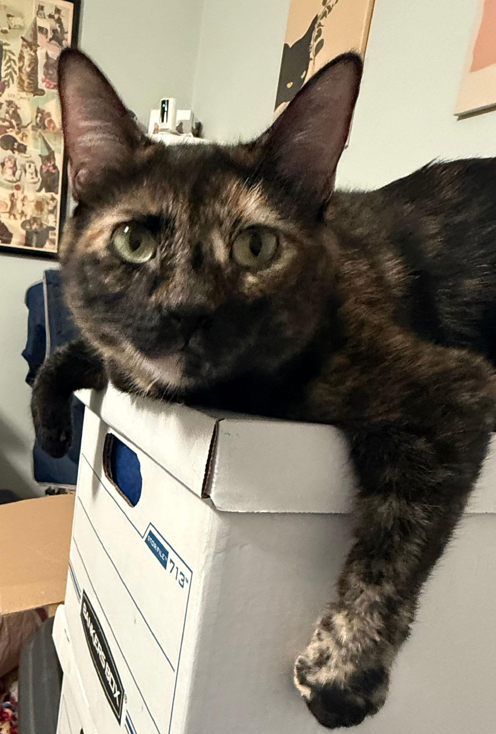 Enlarge katara, a Adoptable mixed breed in San Jose, CA image 1/3