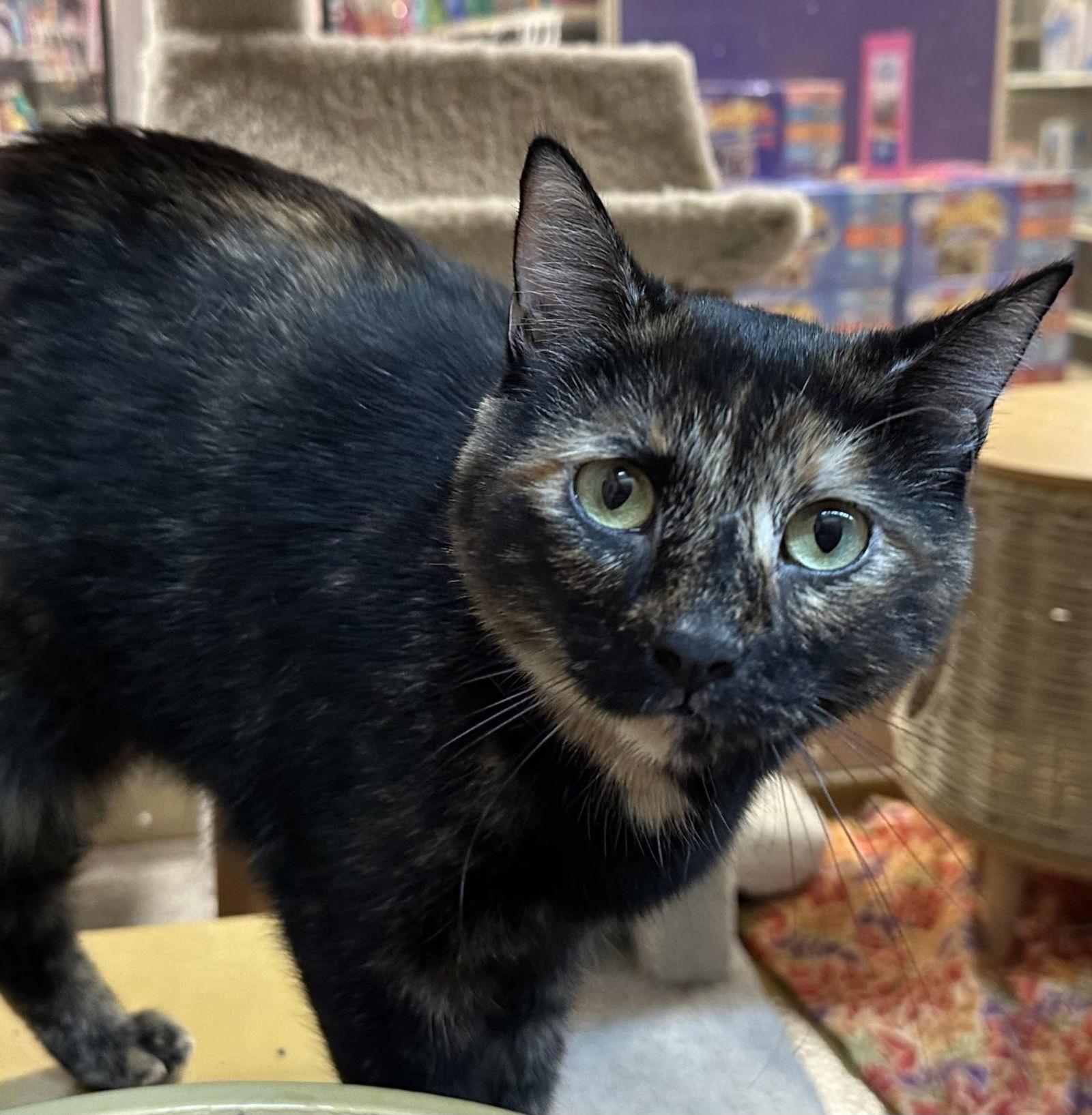 Enlarge katara, a Adoptable mixed breed in San Jose, CA image 2/3