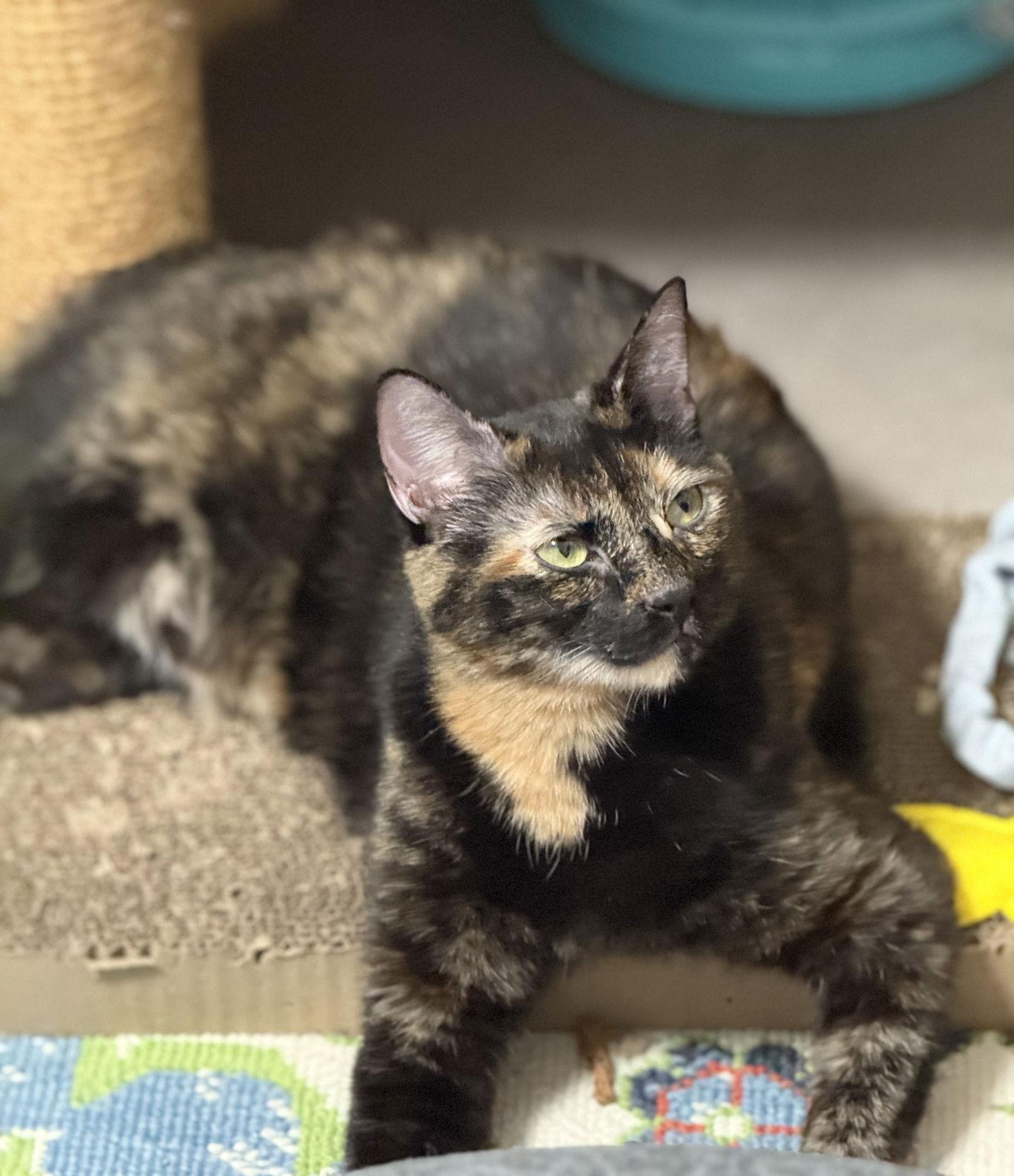 Enlarge katara, a Adoptable mixed breed in San Jose, CA image 3/3