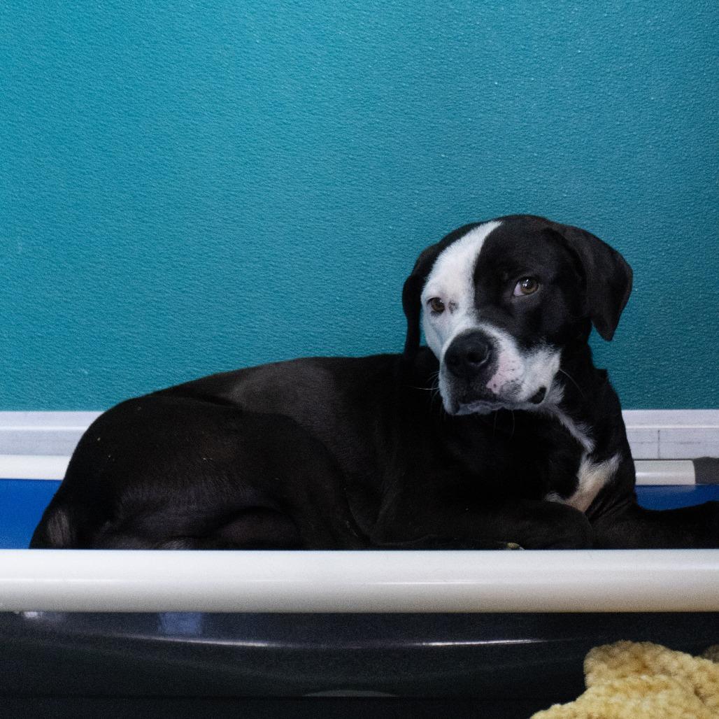 Rex, Adoptable, Young Male Pit Bull Terrier.