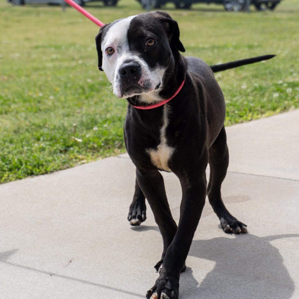 Enlarge Rex, a Adoptable Pit Bull Terrier in Elizabeth City, NC image 2/6