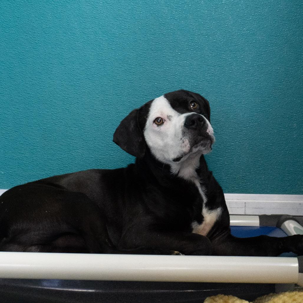 Enlarge Rex, a Adoptable Pit Bull Terrier in Elizabeth City, NC image 2/4