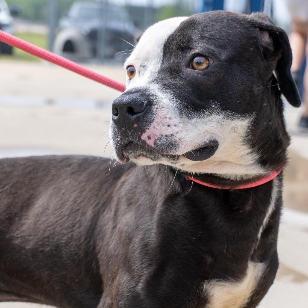 Enlarge Rex, a Adoptable Pit Bull Terrier in Elizabeth City, NC image 4/6