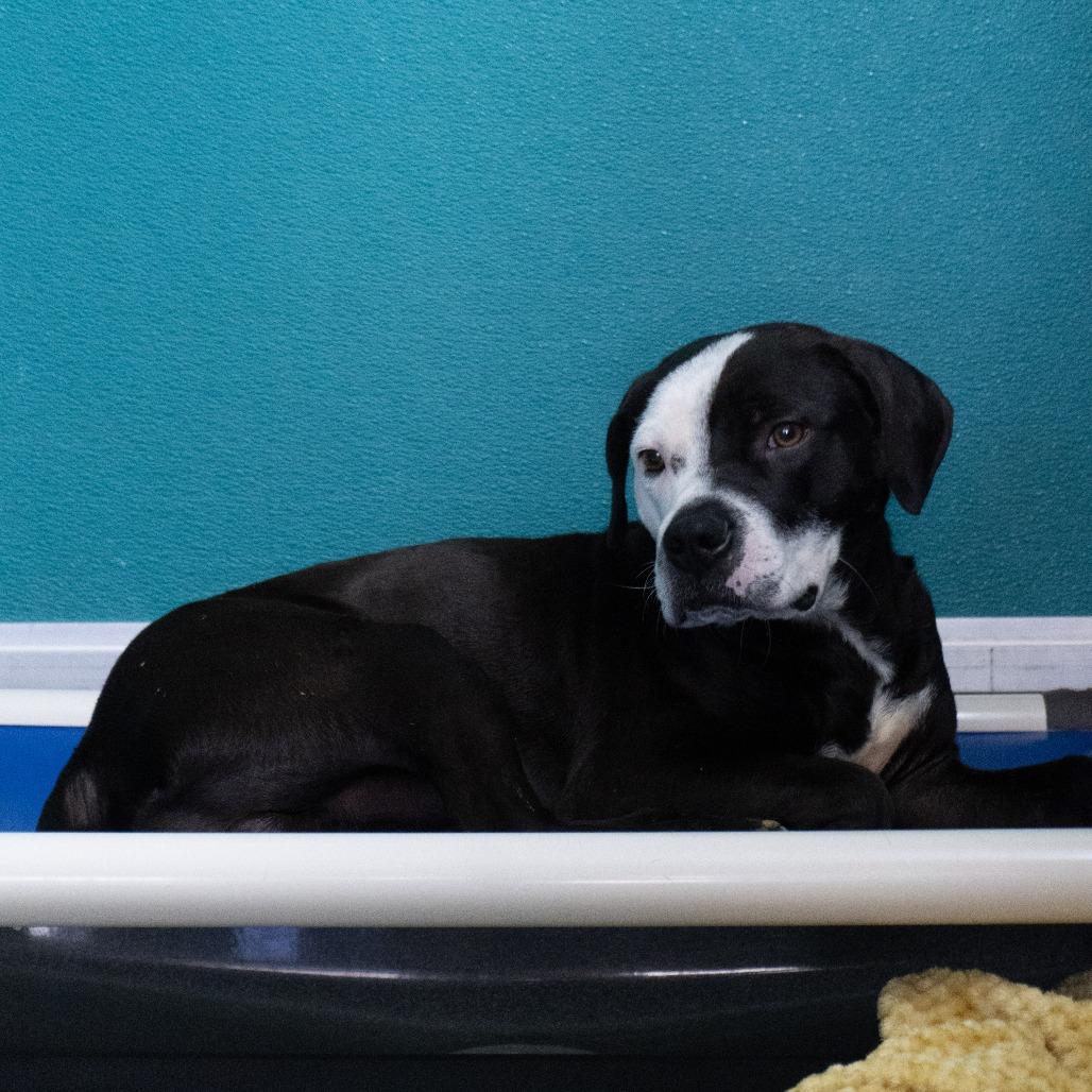 Enlarge Rex, a Adoptable Pit Bull Terrier in Elizabeth City, NC image 3/4