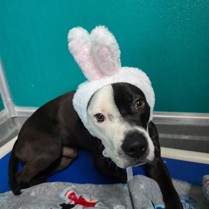 Enlarge Rex, a Adoptable Pit Bull Terrier in Elizabeth City, NC image 4/4