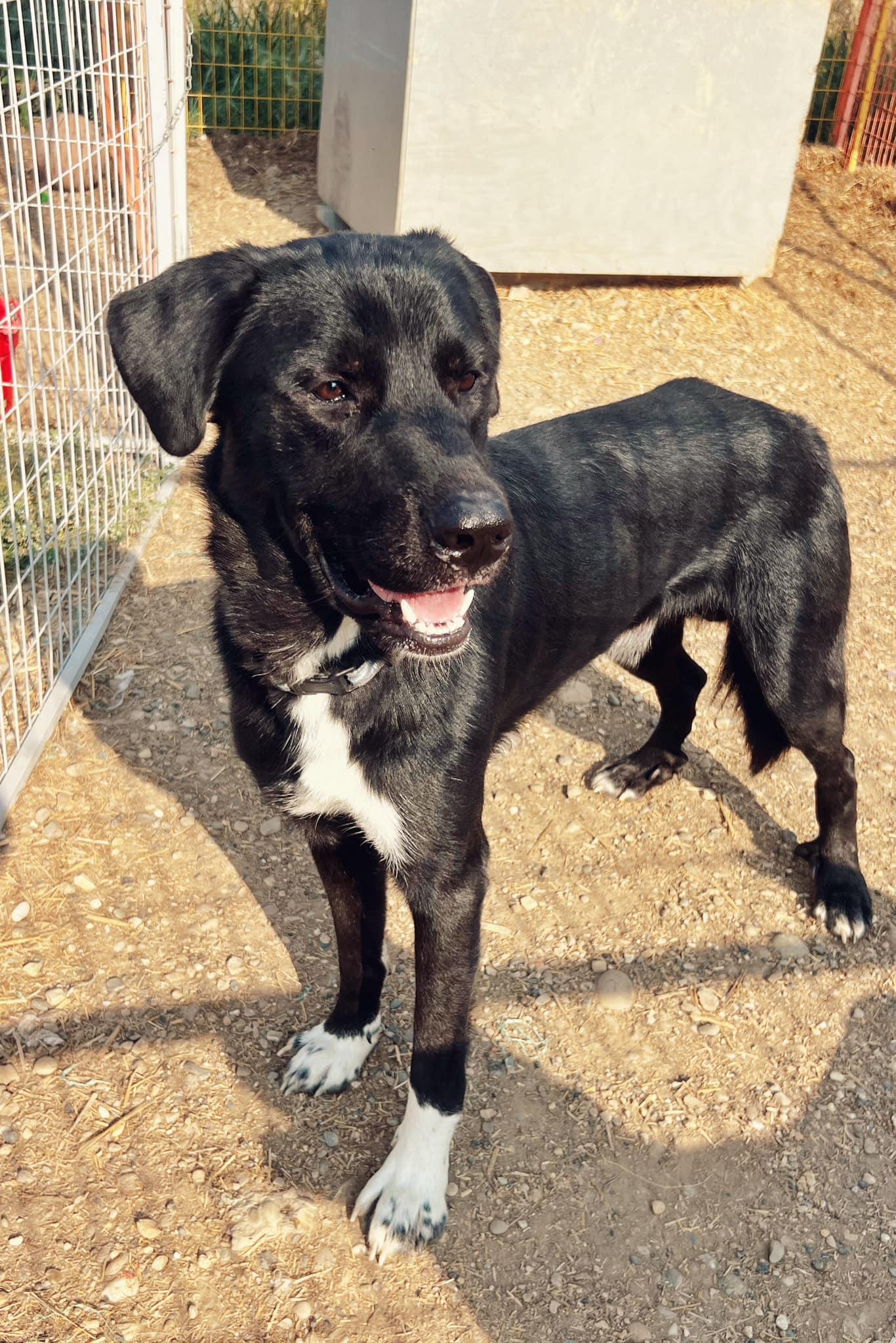 Enlarge Storm, a Adoptable mixed breed in Peace River, AB image 1/1