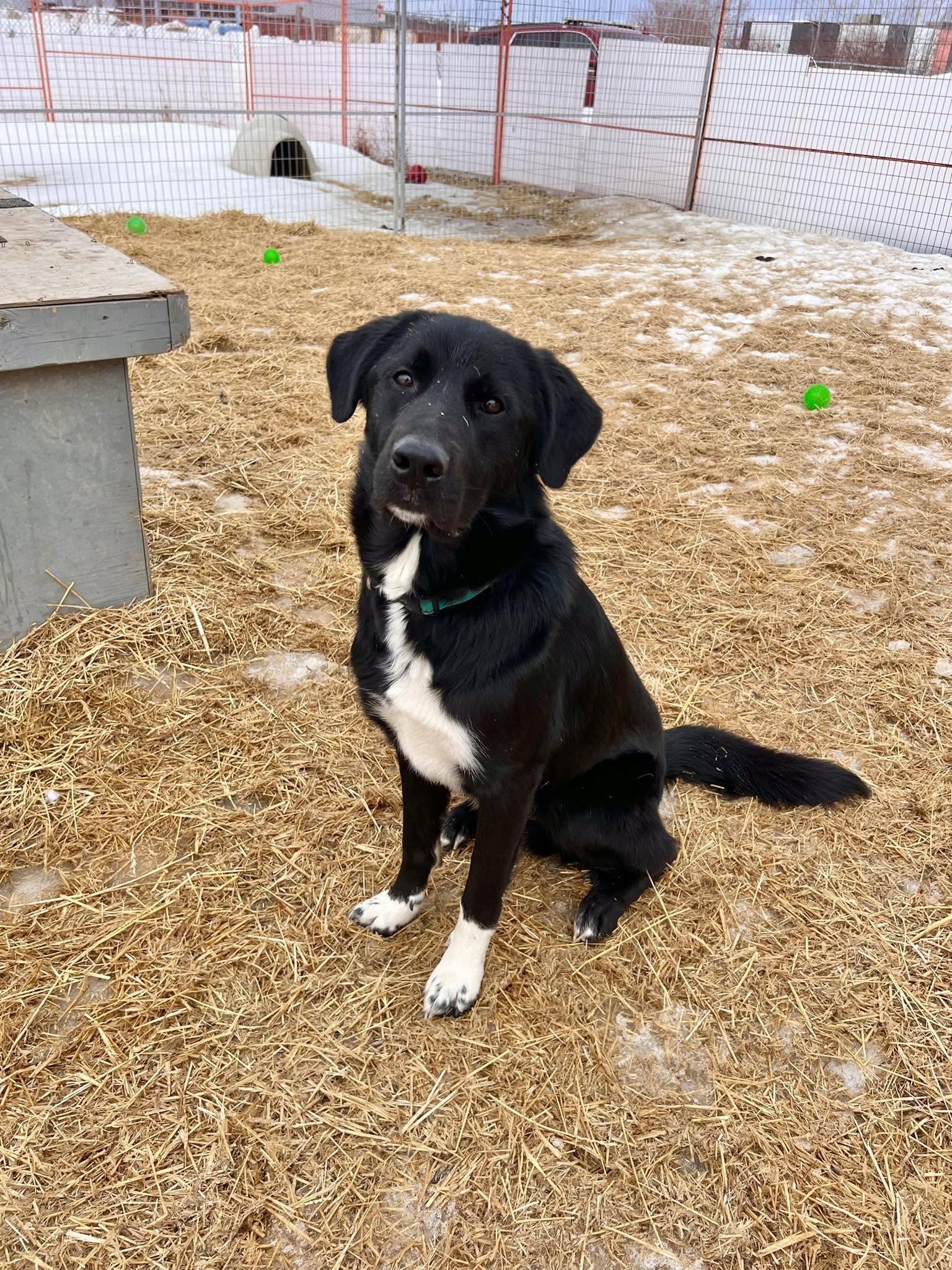 Storm, Adoptable, Adult Male Great Pyrenees & Shepherd.