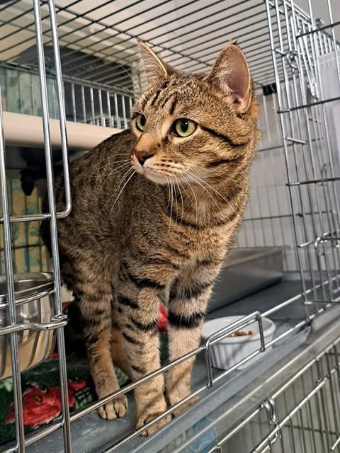 ICHIRU, Adoptable, Young Male Domestic Short Hair.