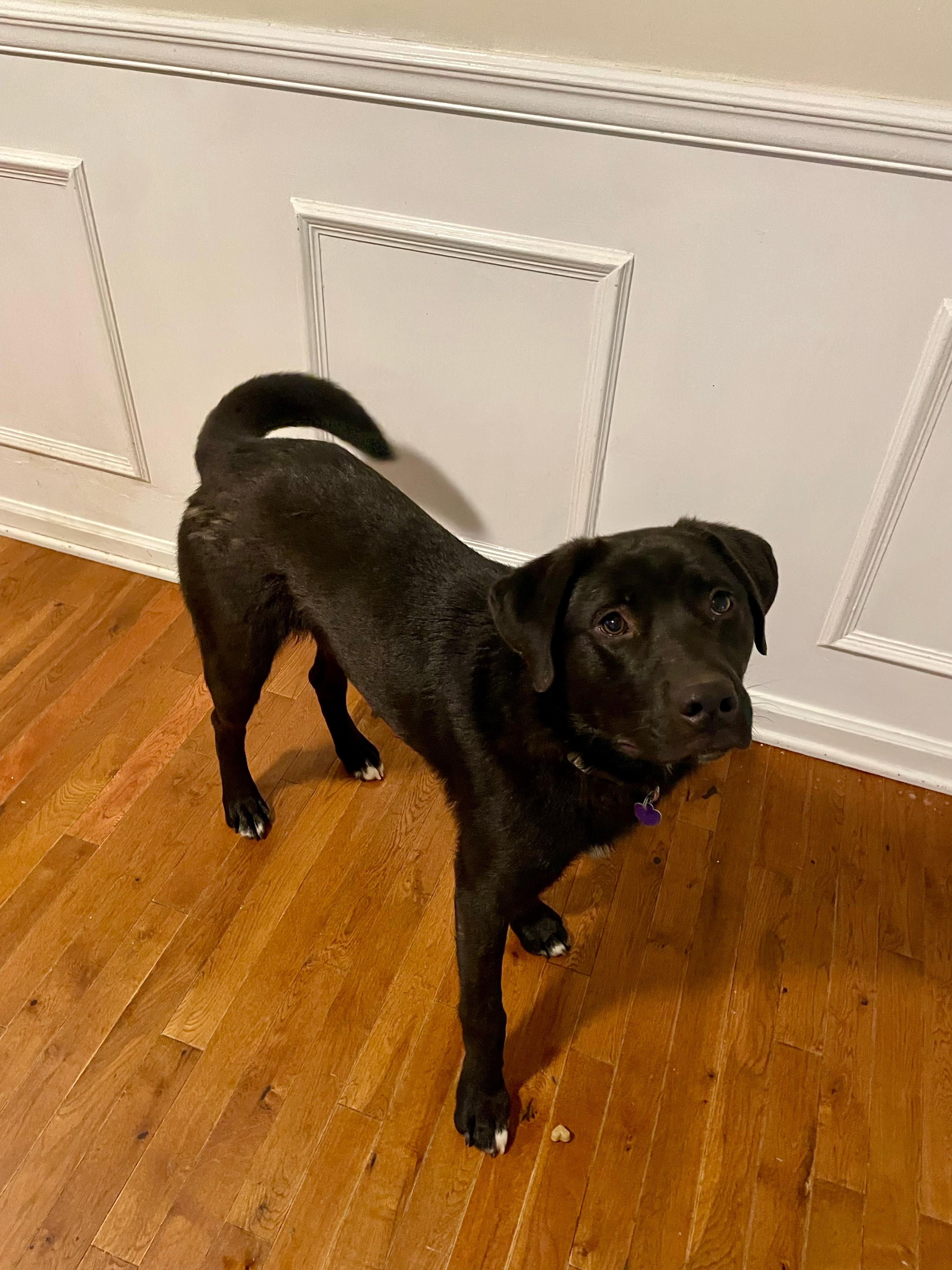 Enlarge Beau, an adopted mixed breed in MADISON, AL image 3/5