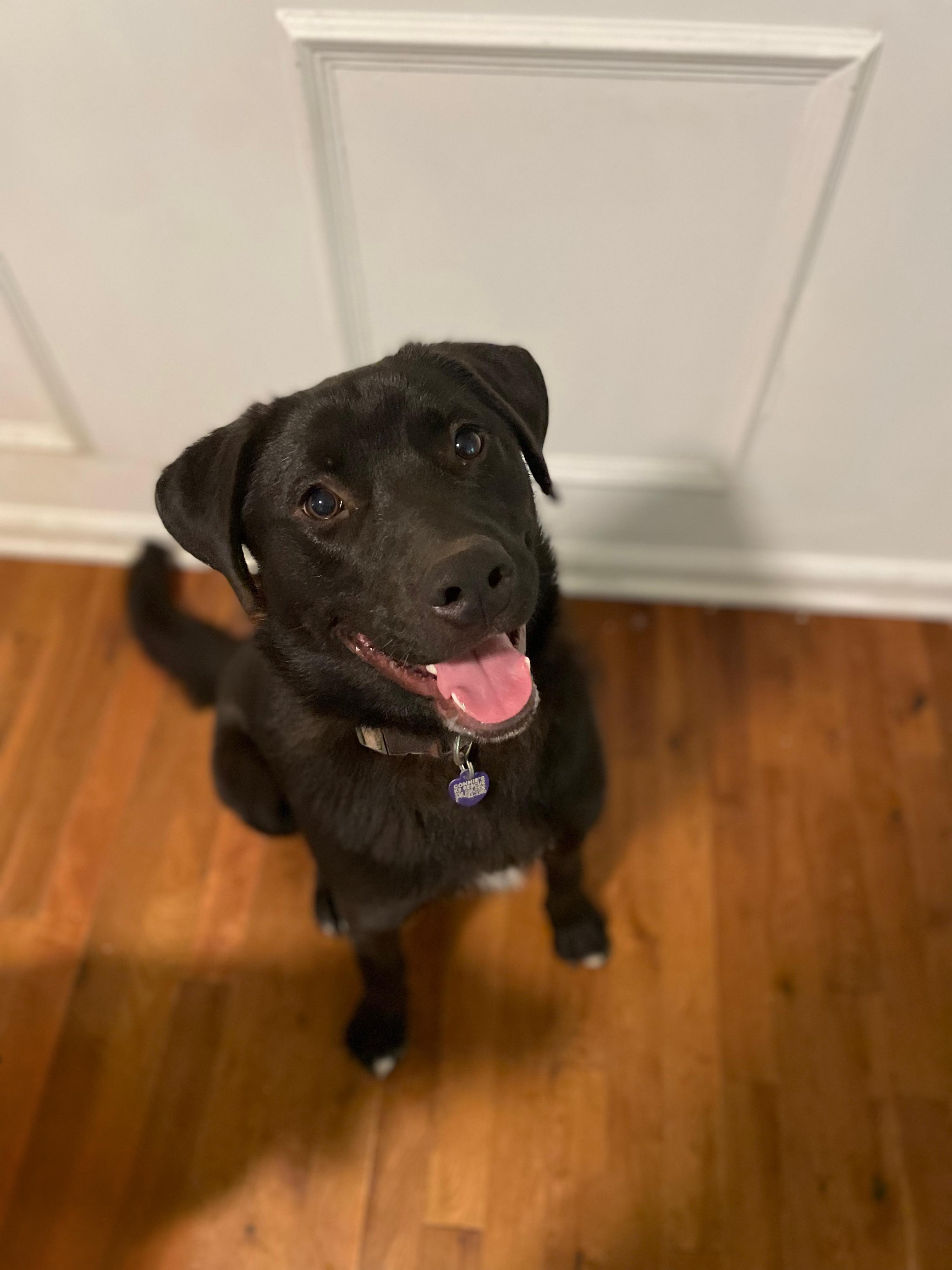 Enlarge Beau, an adopted mixed breed in MADISON, AL image 4/5