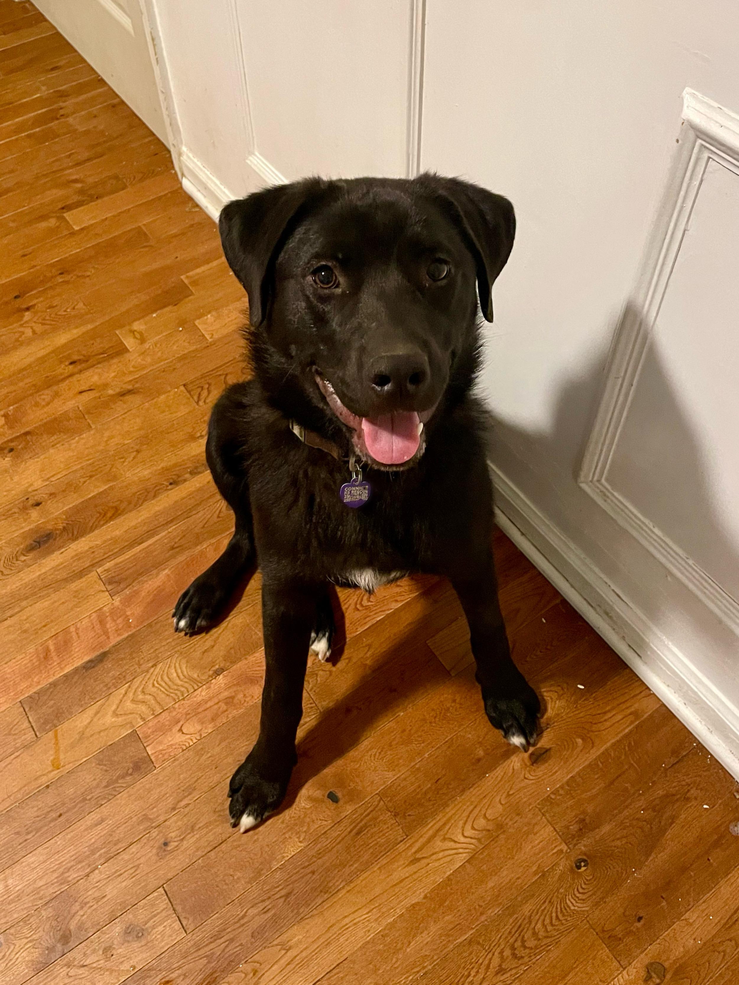 Enlarge Beau, an adopted mixed breed in MADISON, AL image 2/5