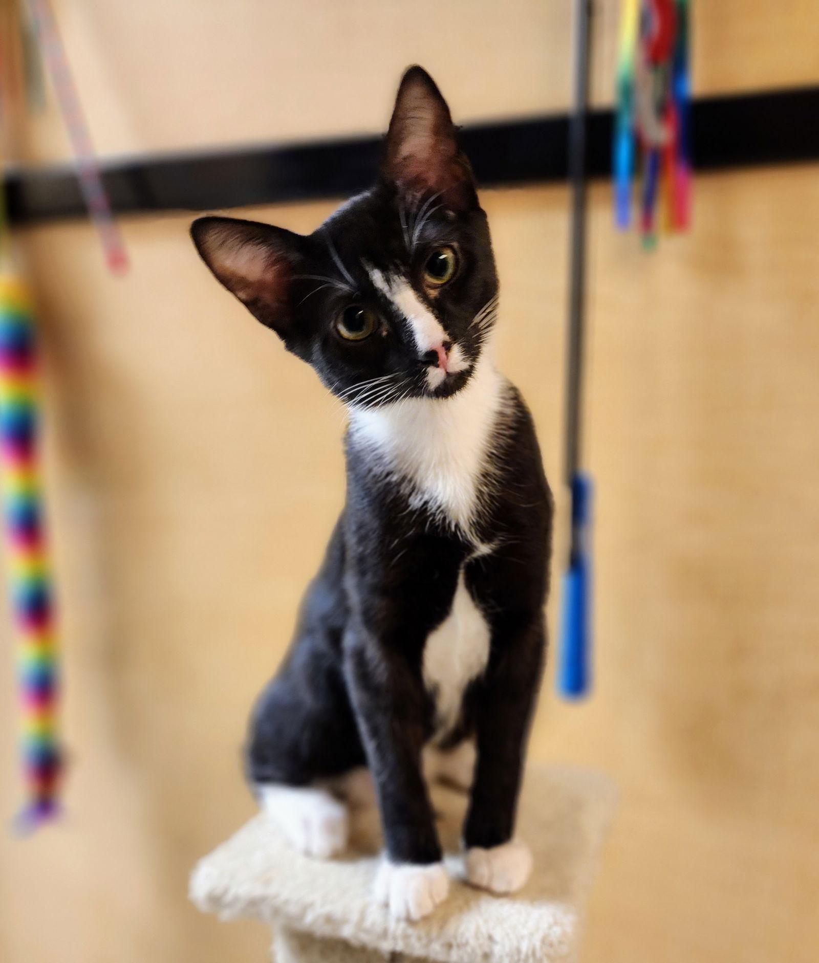 Eli, Adoptable, Young Male Tuxedo.