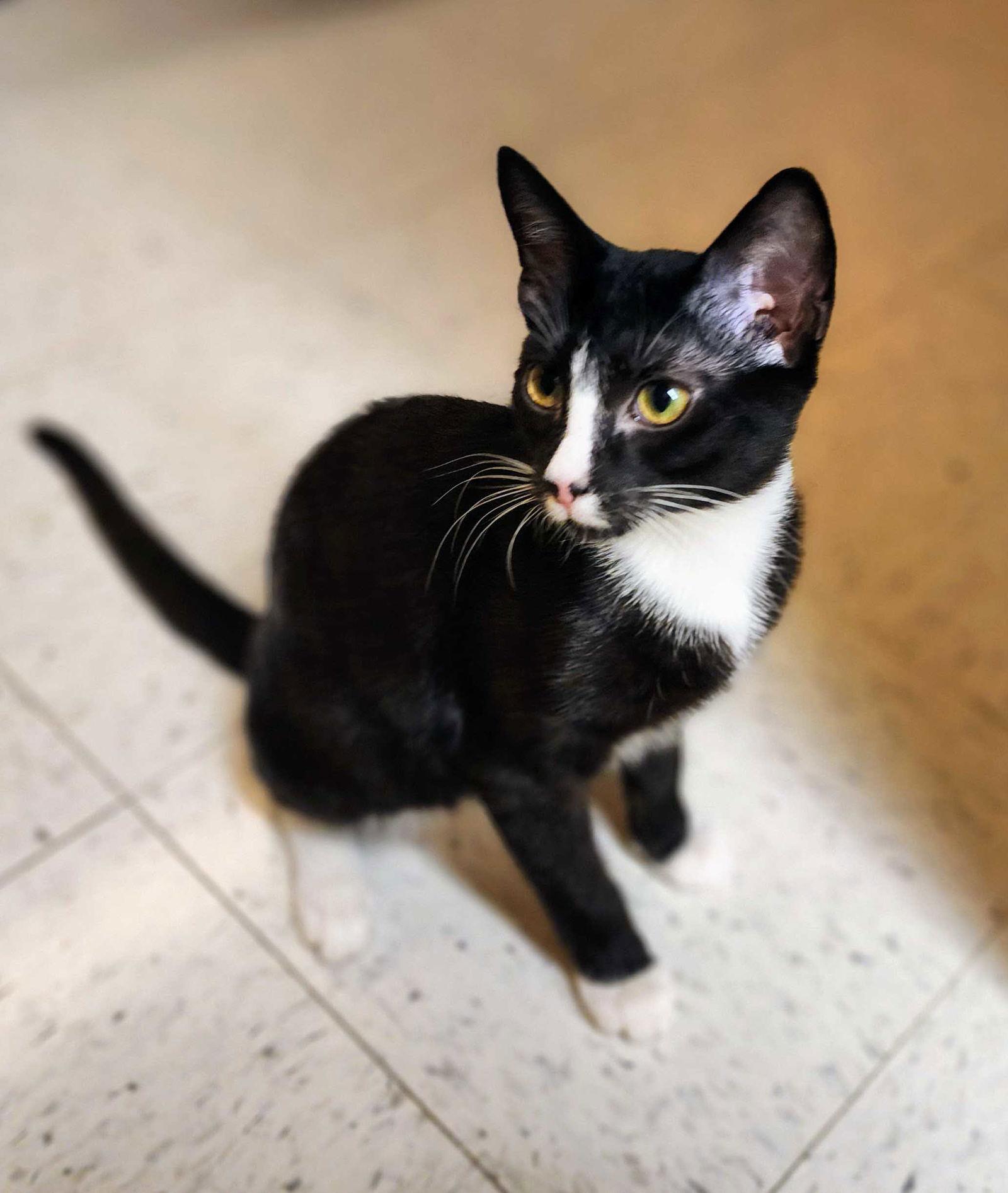 Enlarge Eli, a Adoptable Tuxedo in Garland, TX image 2/3