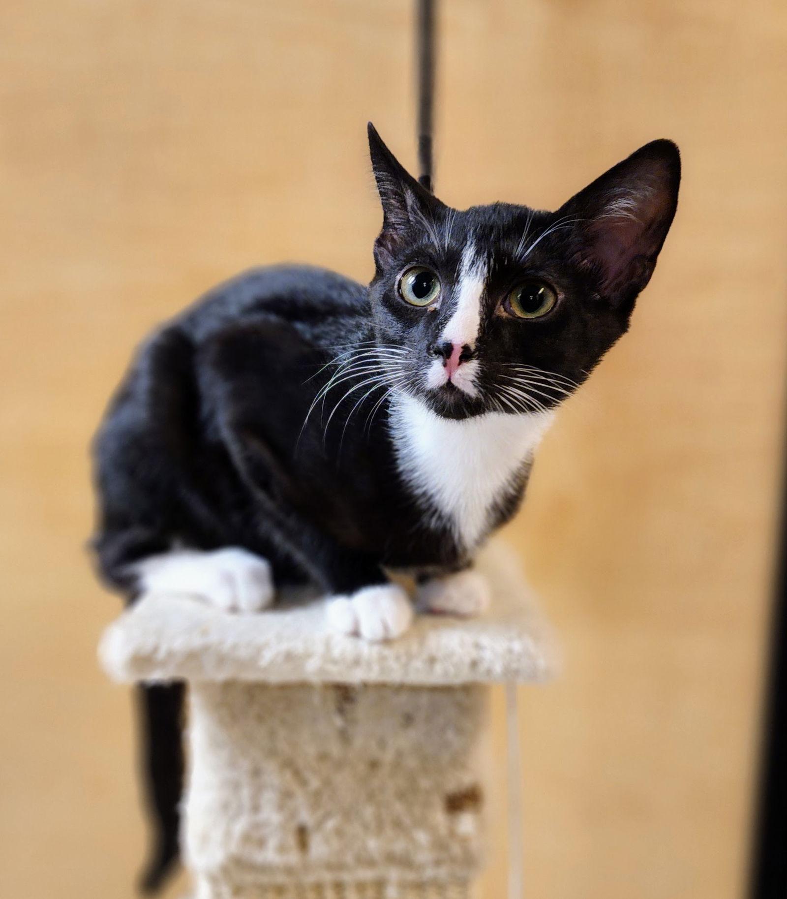 Enlarge Eli, a Adoptable Tuxedo in Garland, TX image 3/3