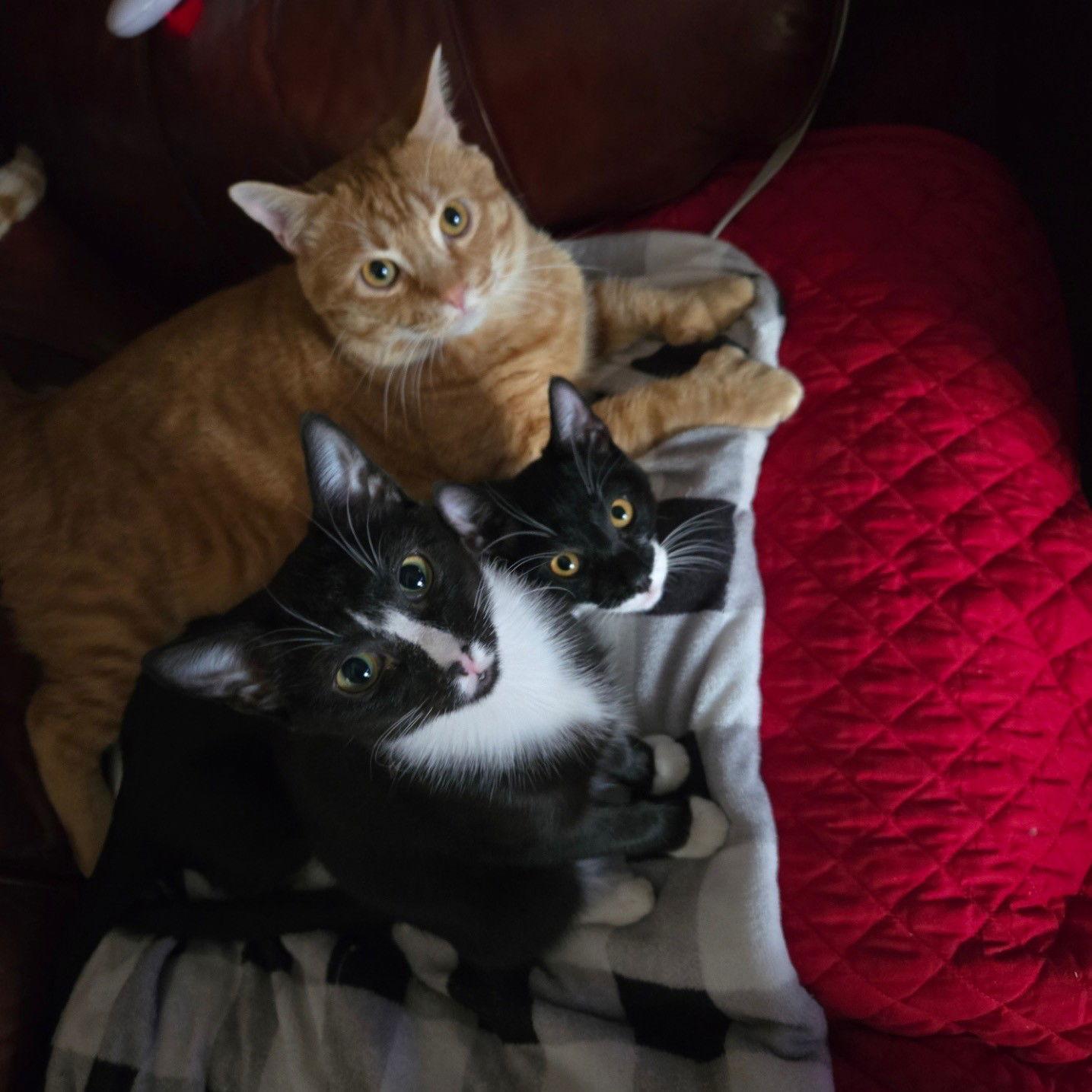 Enlarge Eli, a Adopted Tuxedo in Garland, TX image 3/3