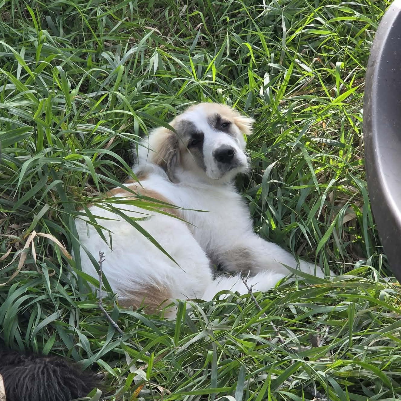 Enlarge Denali the Great Pyrenees puppy, a Adoptable Great Pyrenees in Muskego, WI image 3/5