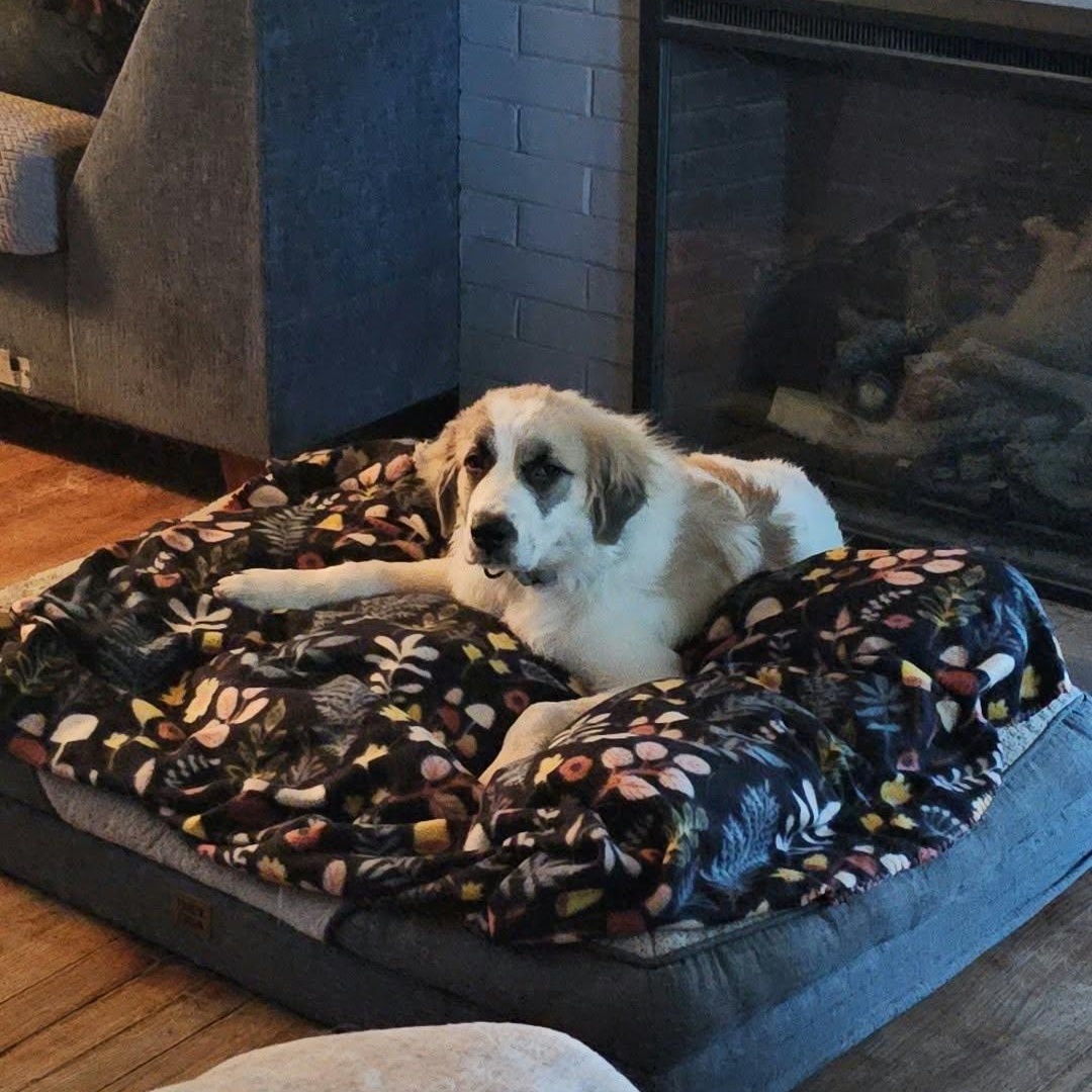 Enlarge Denali the Great Pyrenees puppy, a Adoptable Great Pyrenees in Muskego, WI image 2/5