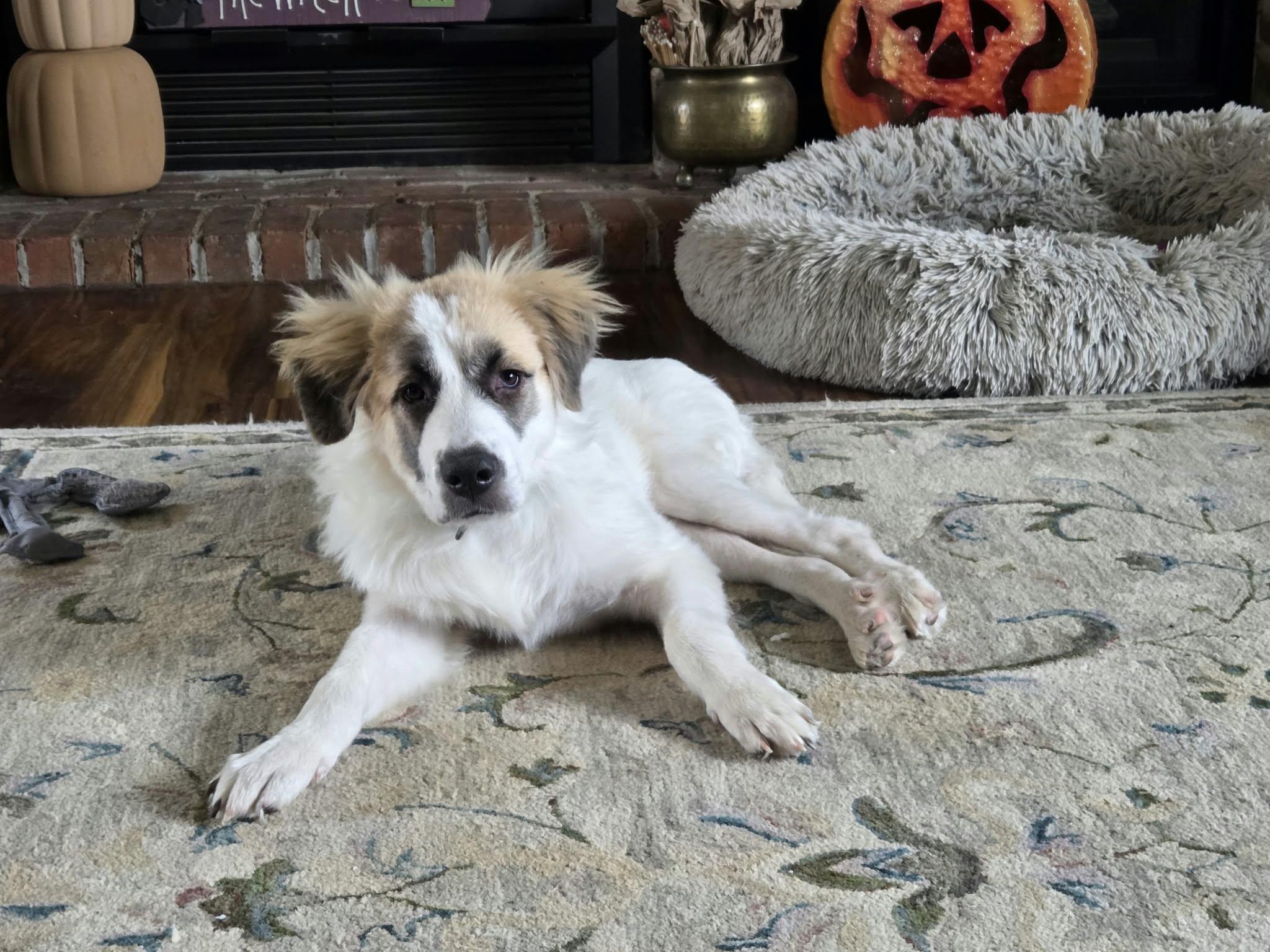 Enlarge Denali the Great Pyrenees puppy, a Adoptable Great Pyrenees in Muskego, WI image 1/5