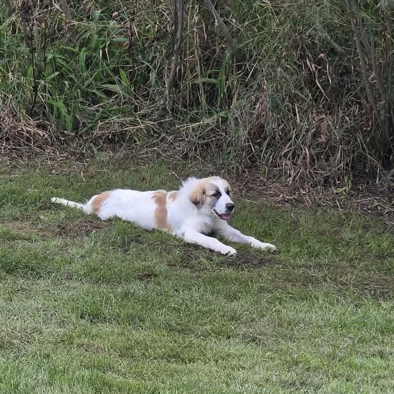 Enlarge Denali the Great Pyrenees puppy, a Adoptable Great Pyrenees in Muskego, WI image 4/5