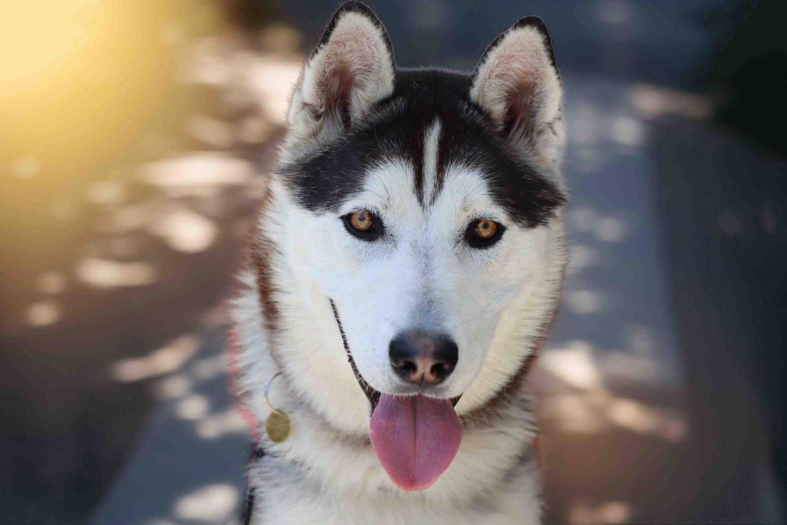 Jack Sparrow, Adoptable, Adult Male Siberian Husky.