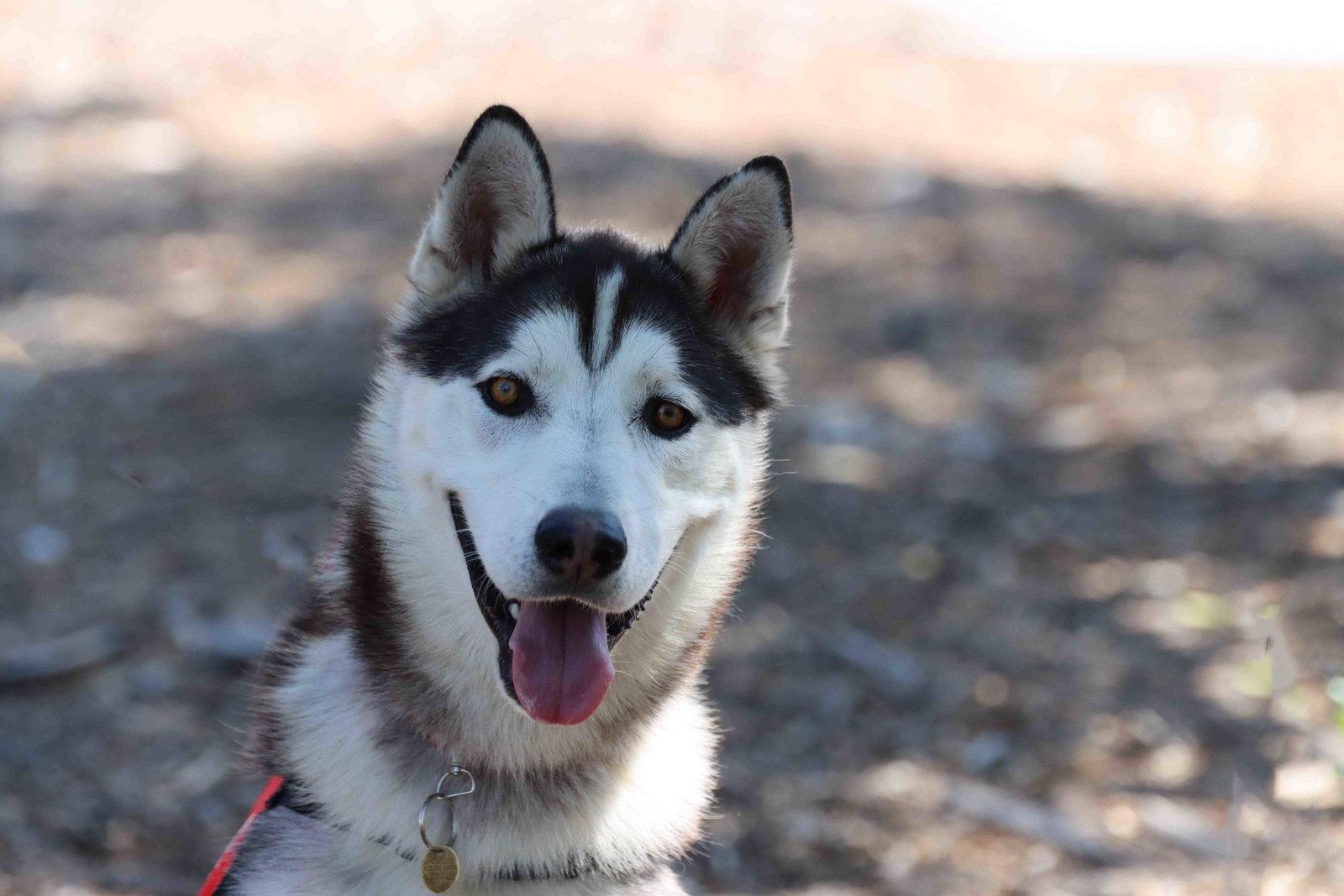 Jack Sparrow, a Adoptable Siberian Husky in Walnut Creek, CA image 2/3