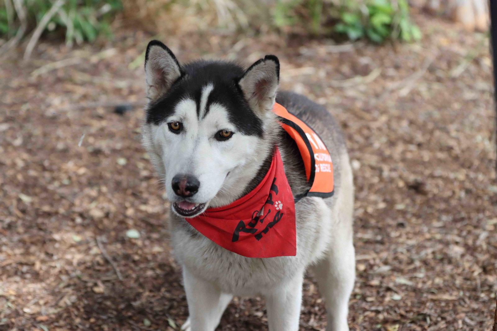 Jack Sparrow, Adoptable, Adult Male Siberian Husky.