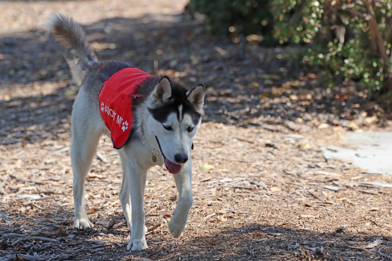 Jack Sparrow, a Adoptable Siberian Husky in Walnut Creek, CA image 3/3
