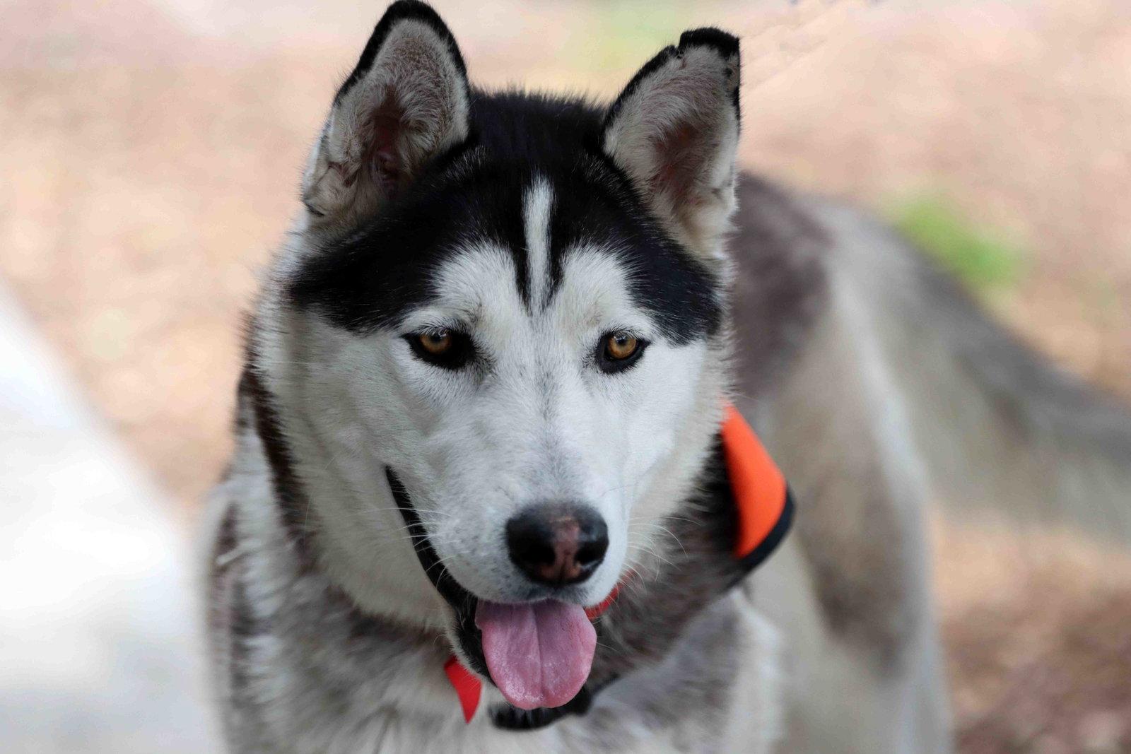 Enlarge Jack Sparrow, a Adoptable Siberian Husky in Walnut Creek, CA image 2/3