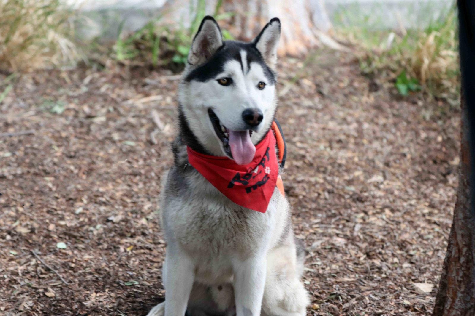 Enlarge Jack Sparrow, a Adoptable Siberian Husky in Walnut Creek, CA image 3/3