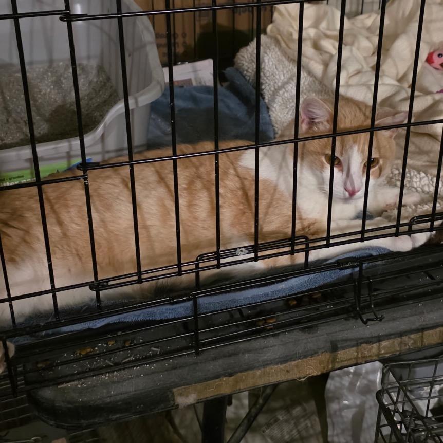 Mittens, Adoptable, Adult Male Domestic Short Hair.