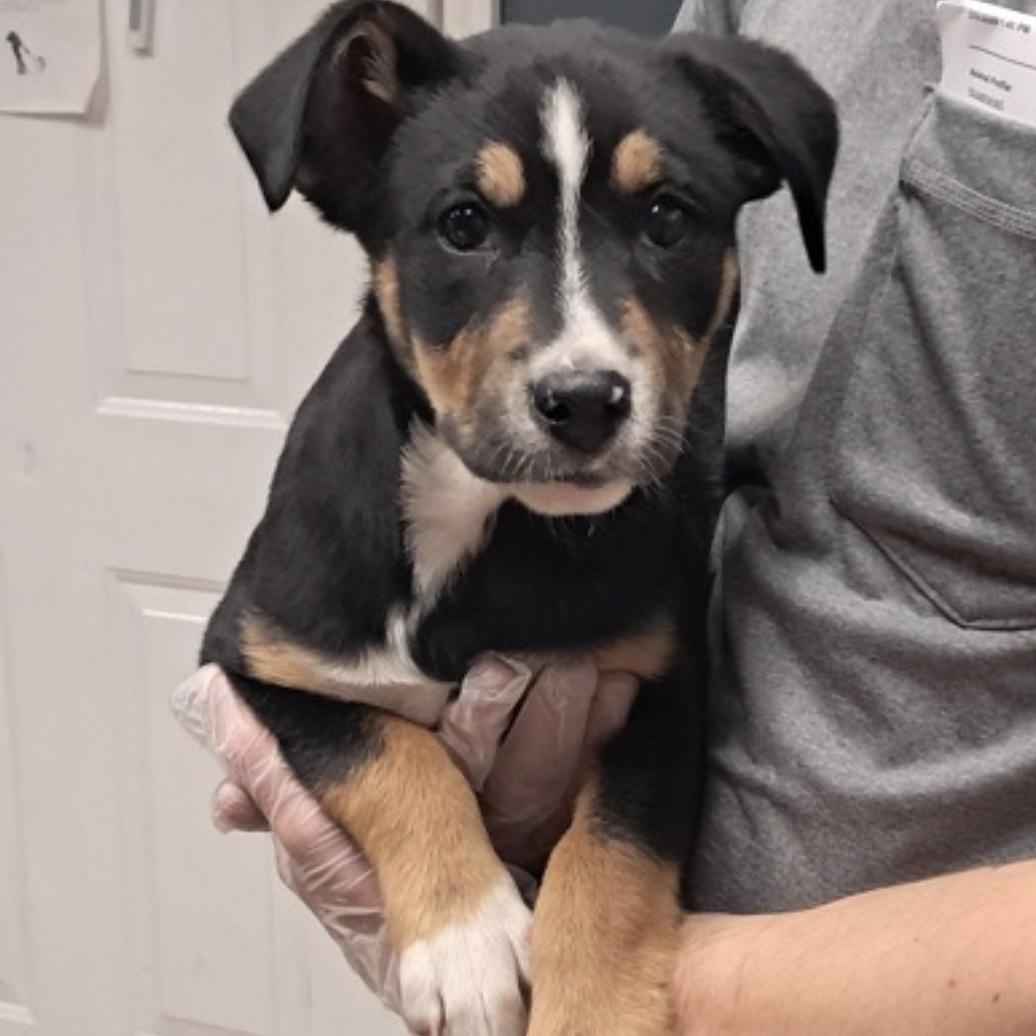 Cocoa, adopted, Puppy Female Australian Shepherd.