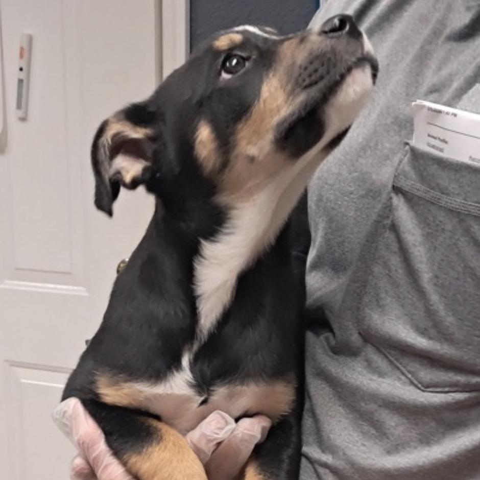 Enlarge Cocoa, an adopted Australian Shepherd in Hollister, MO image 2/3